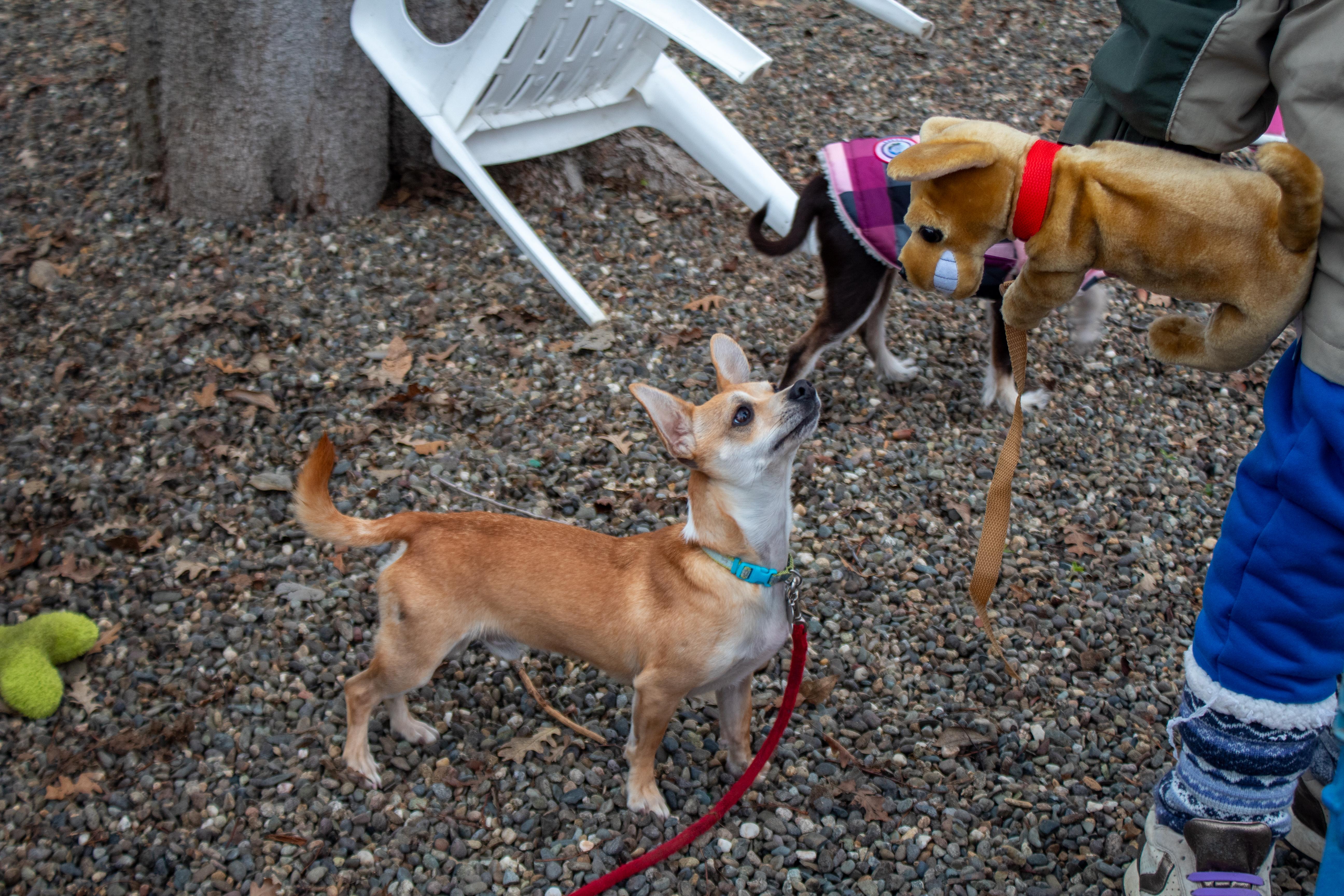 Enlarge Radar, a Adoptable mixed breed in Sacramento, CA image 4/6