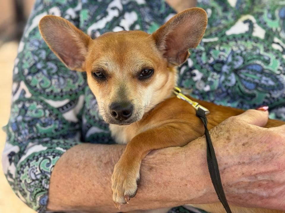 Enlarge Radar, a Adoptable mixed breed in Sacramento, CA image 6/6
