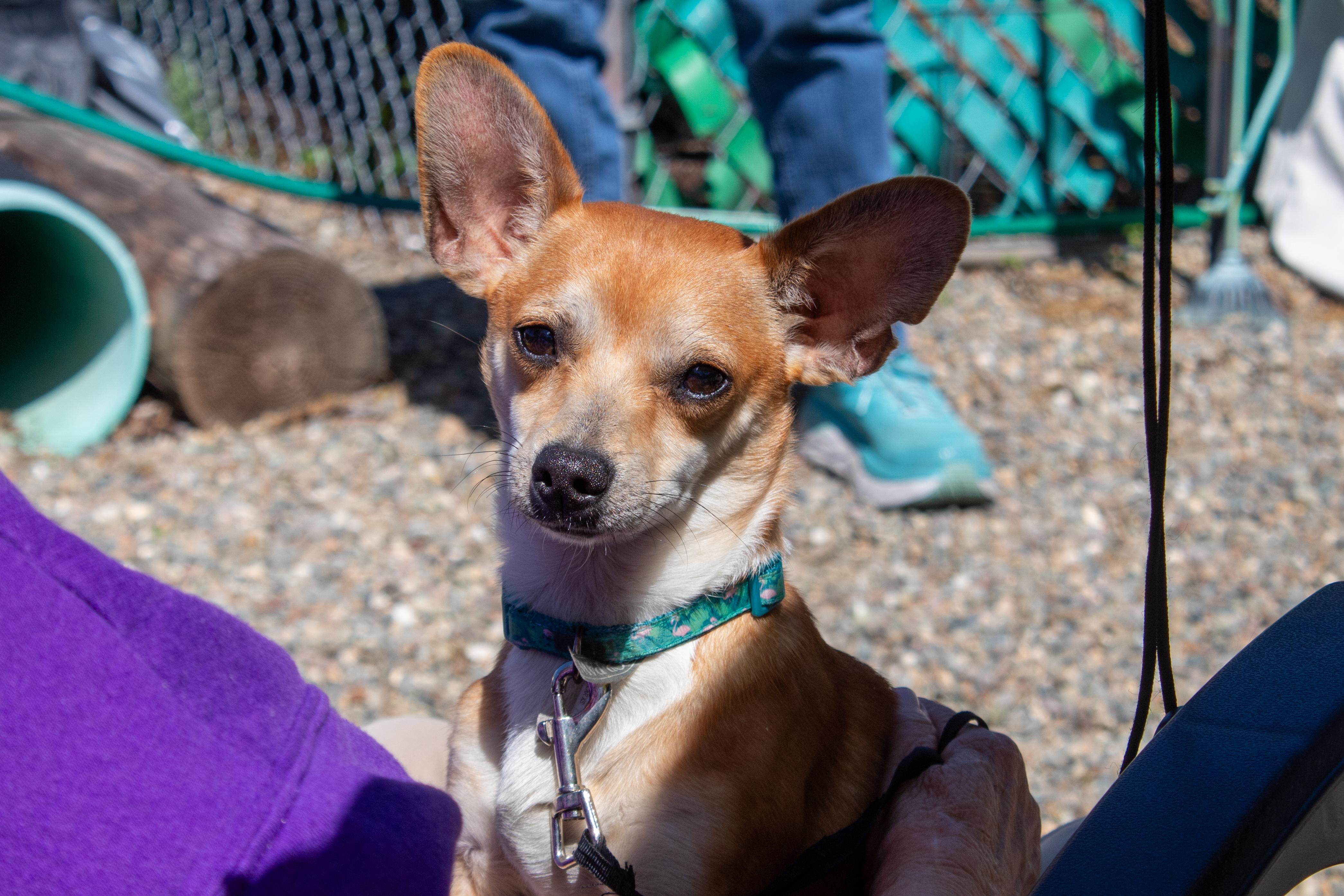 Enlarge Radar, a Adoptable mixed breed in Sacramento, CA image 1/6