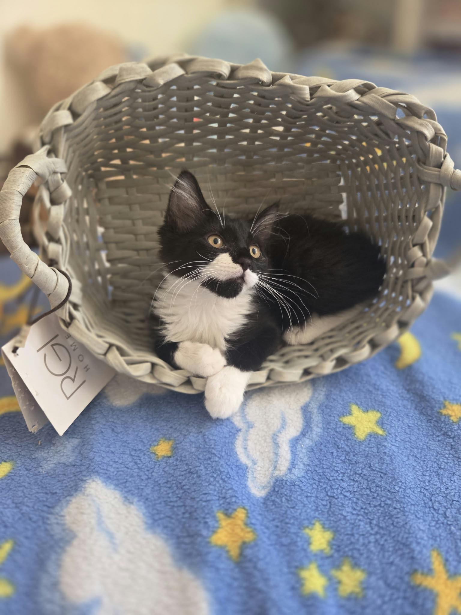 Stache, Adoptable, Kitten Female Domestic Short Hair.