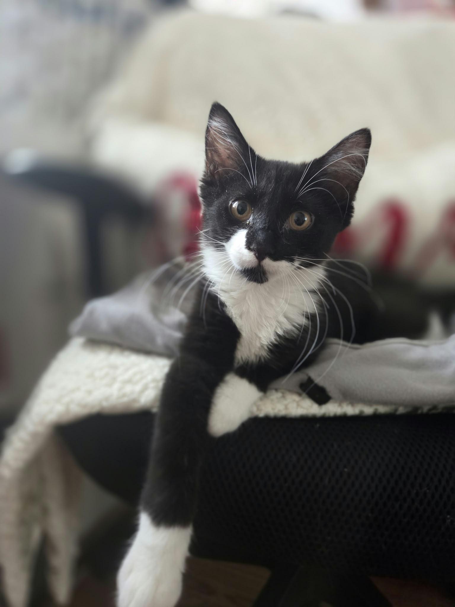 Enlarge Stache, a Adoptable mixed breed in Brooklyn, NY image 2/3