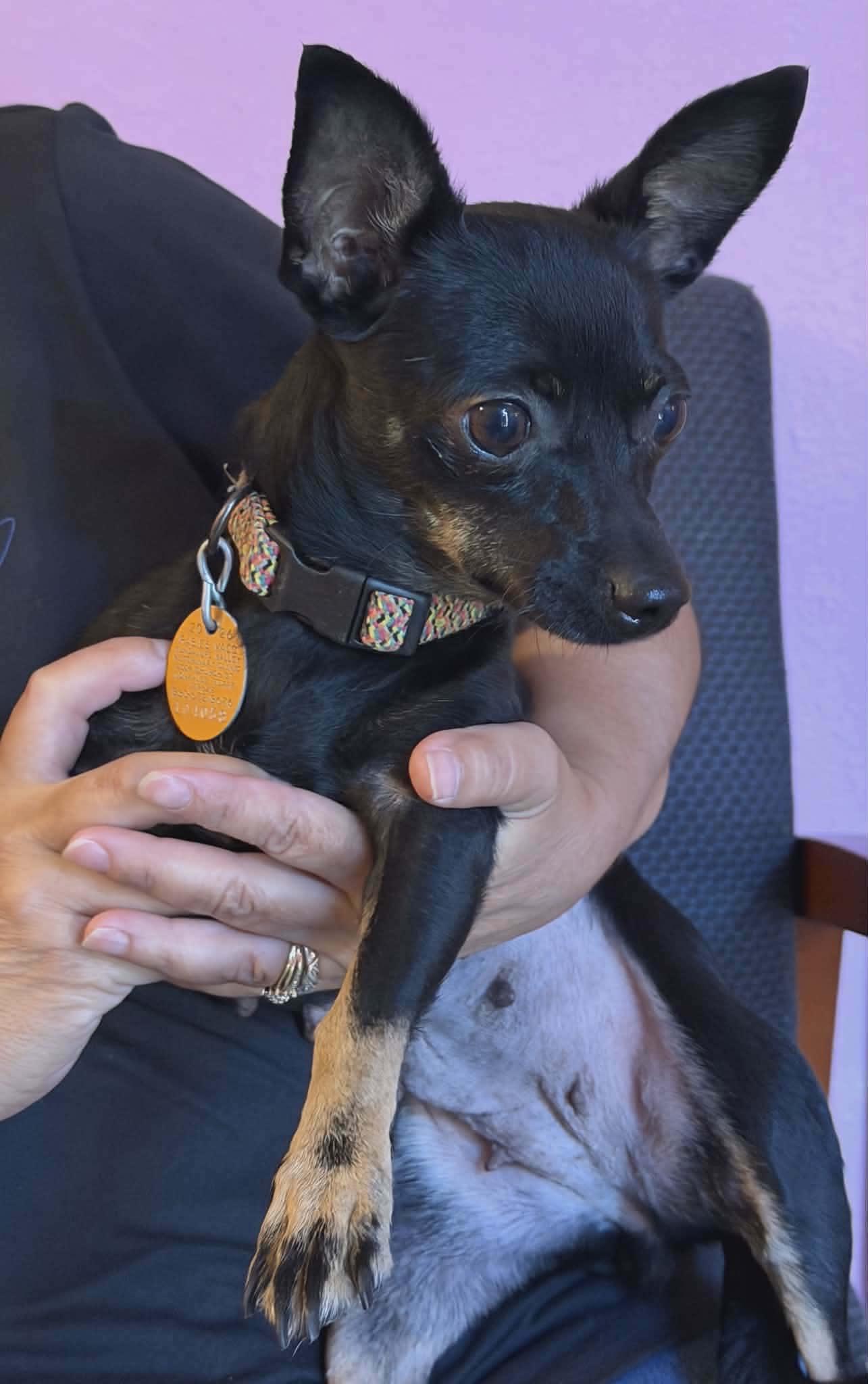 Missy, Adopted, Adult Female Chihuahua.