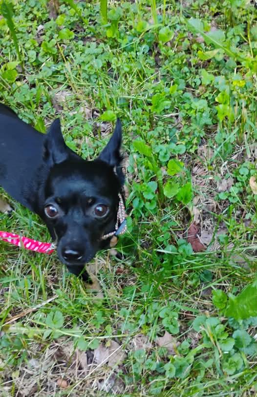 Missy, a Adopted Chihuahua in Montpelier, VT image 2/3