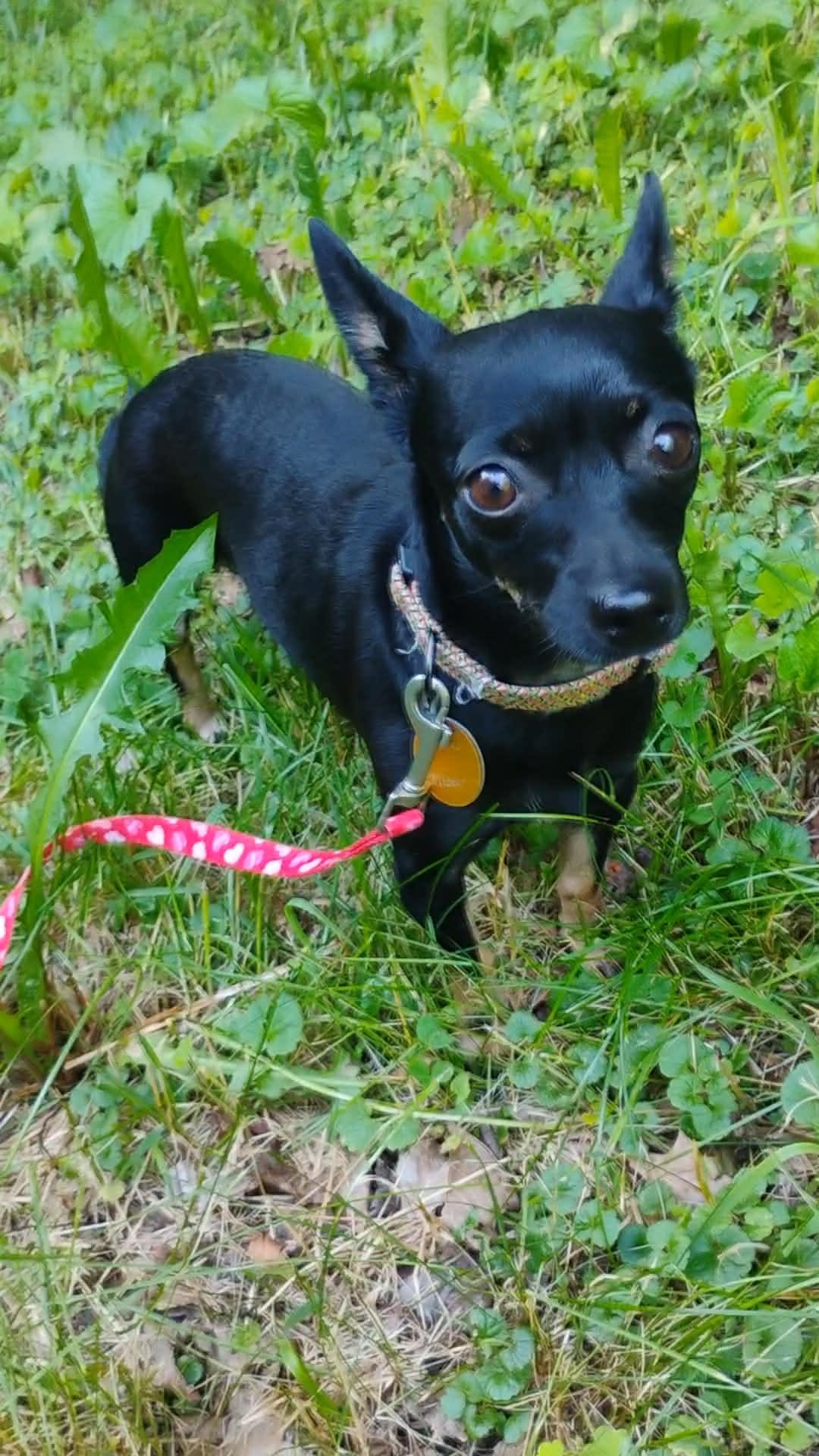 Missy, a Adopted Chihuahua in Montpelier, VT image 3/3