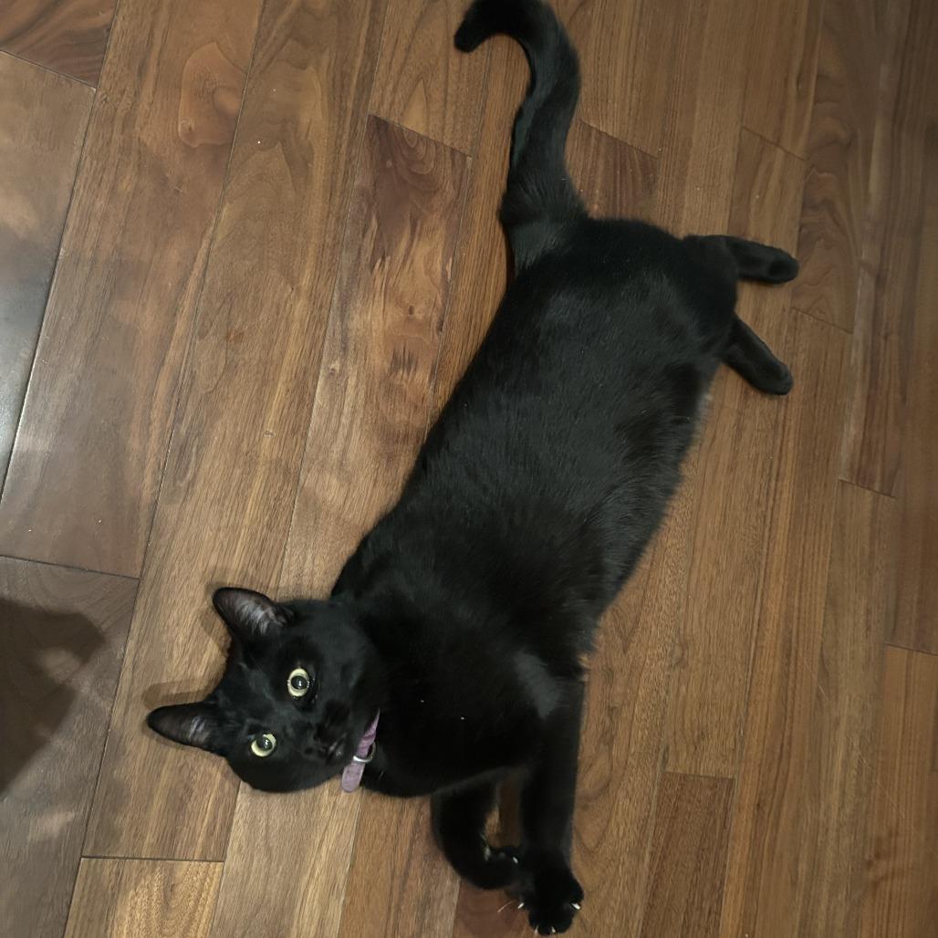 Nori, Adoptable, Young Female Domestic Short Hair.