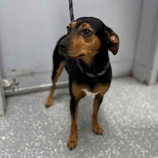 Lindsey, adopted, Young Female Miniature Pinscher.
