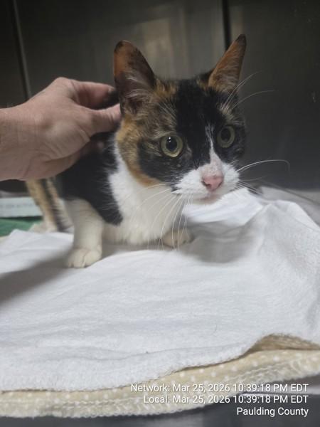 26-03-0841, Adoptable, Adult Female Domestic Short Hair.