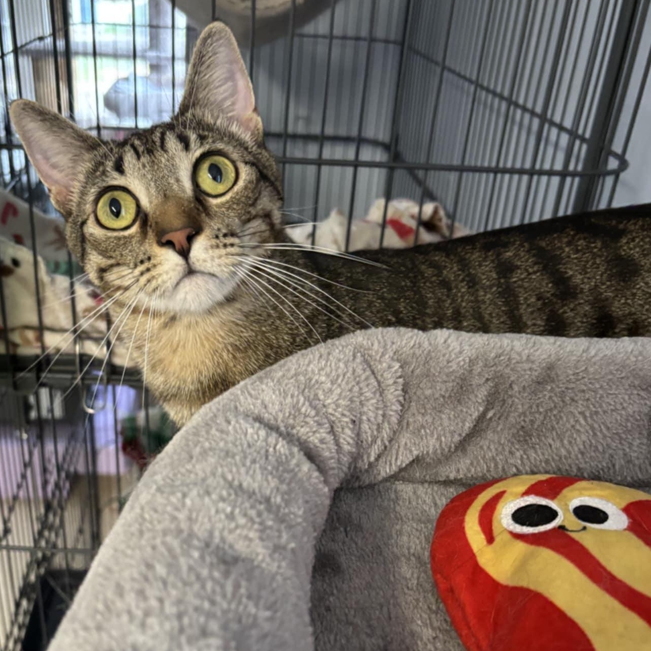 Simba, a Adoptable Domestic Short Hair in Warwick, RI image 5/5