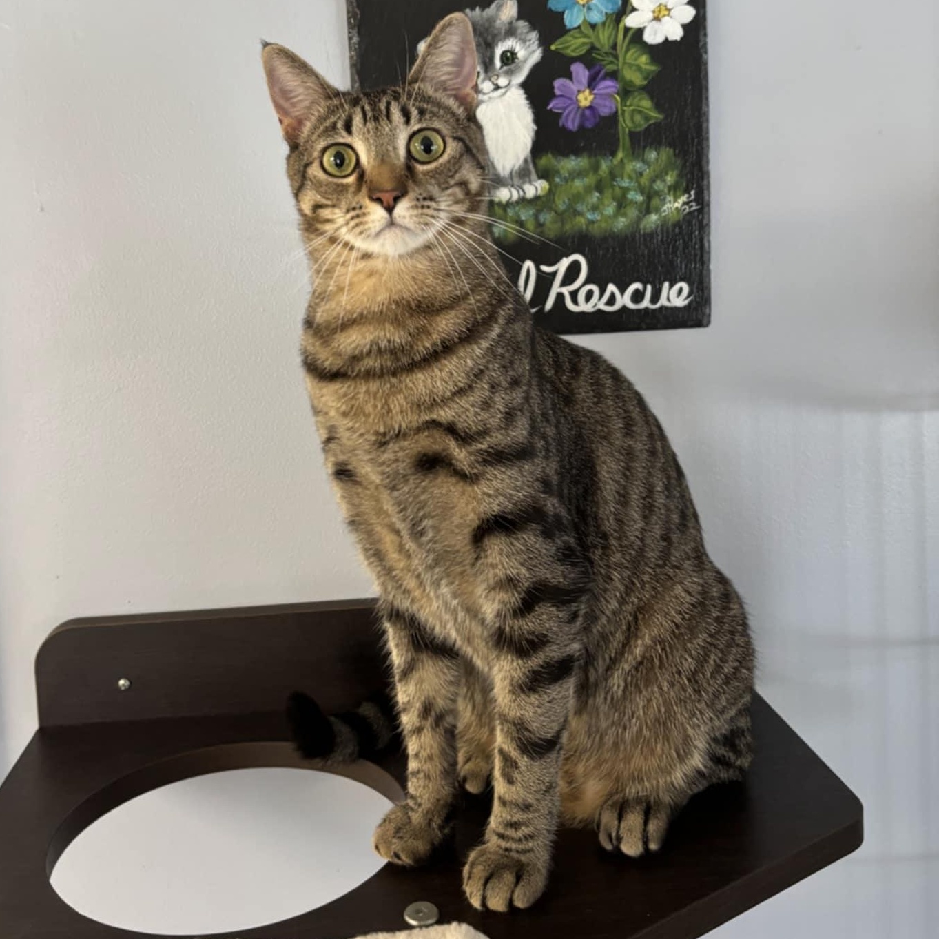 Simba, a Adoptable Domestic Short Hair in Warwick, RI image 1/5