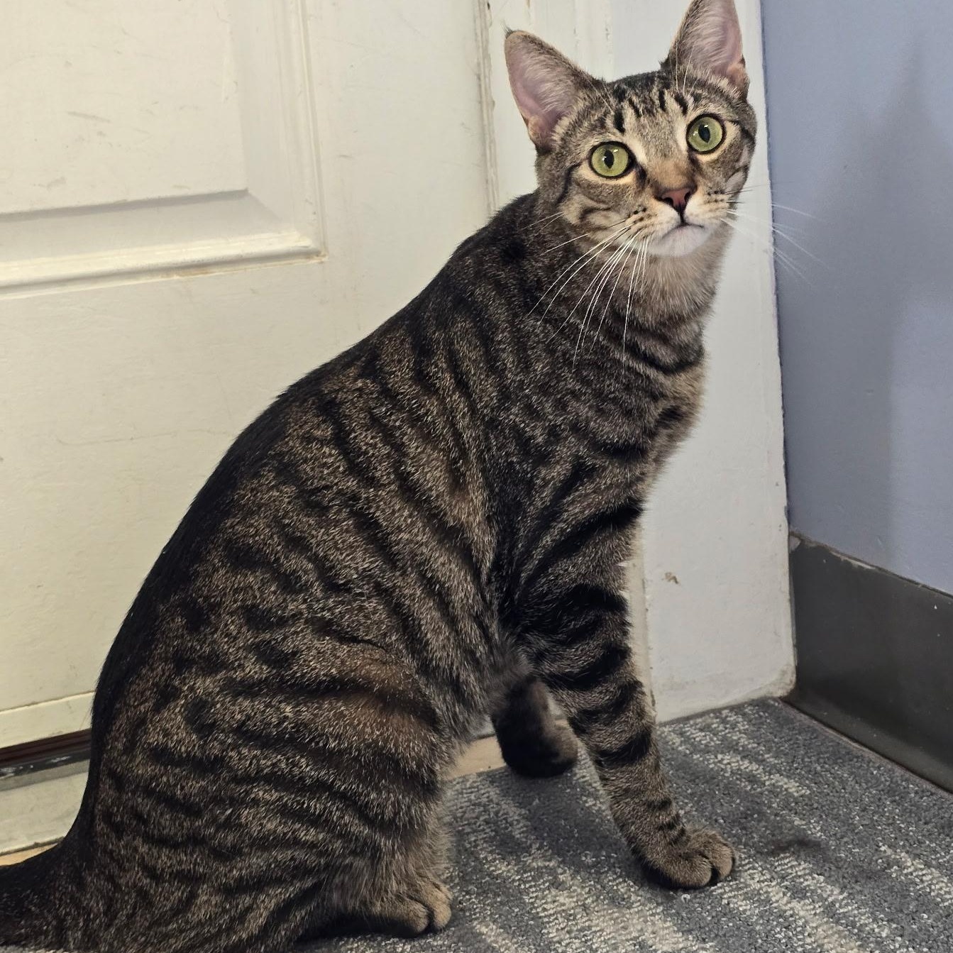 Simba, a Adoptable Domestic Short Hair in Warwick, RI image 2/5