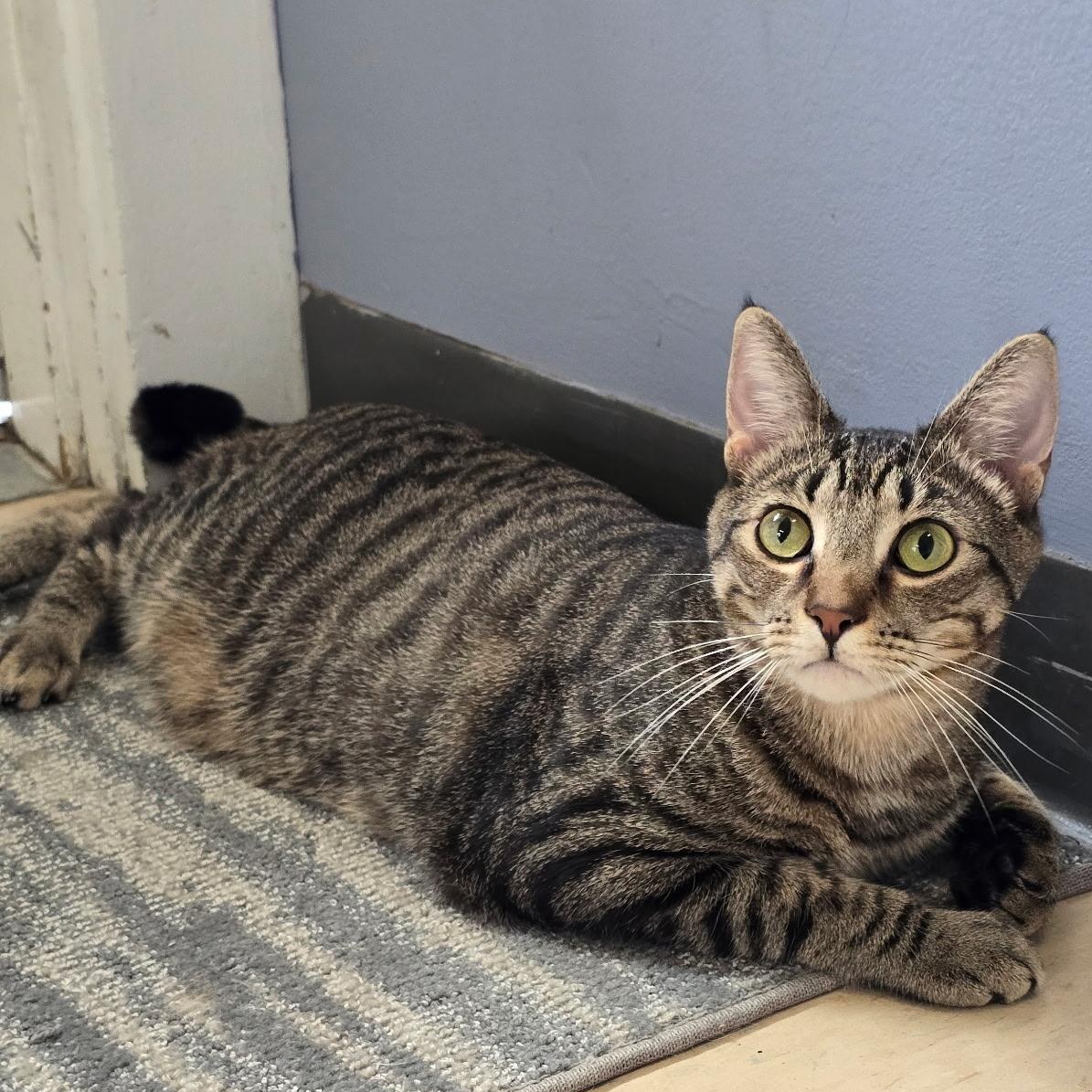 Simba, a Adoptable Domestic Short Hair in Warwick, RI image 3/5