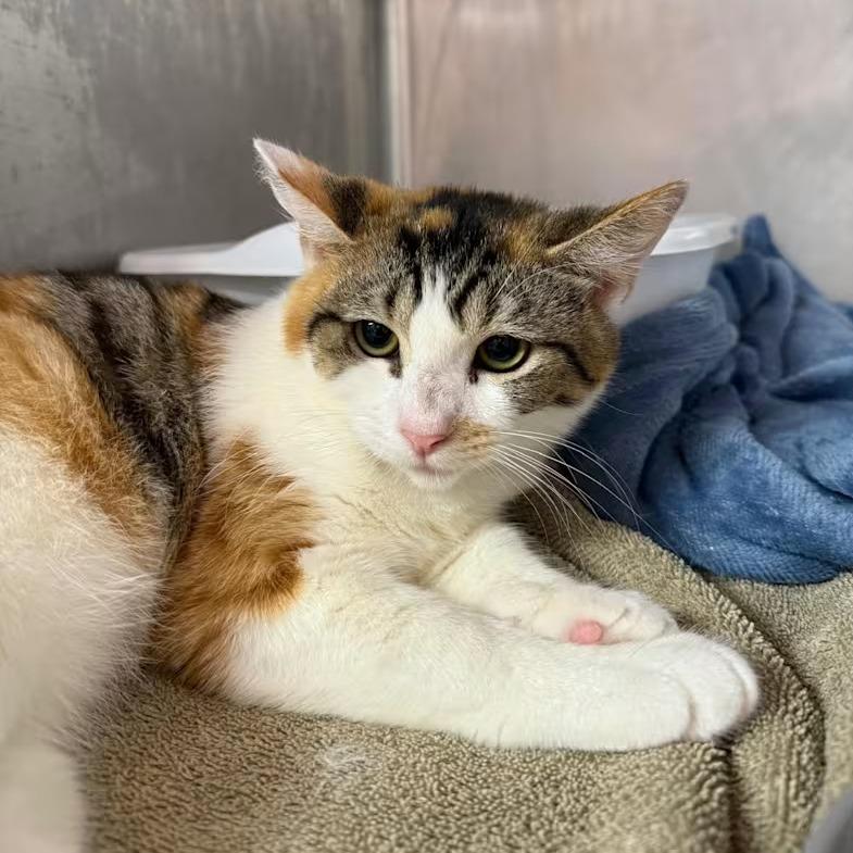 Violet, a Adoptable Domestic Short Hair in Lauderhill, FL image 4/6
