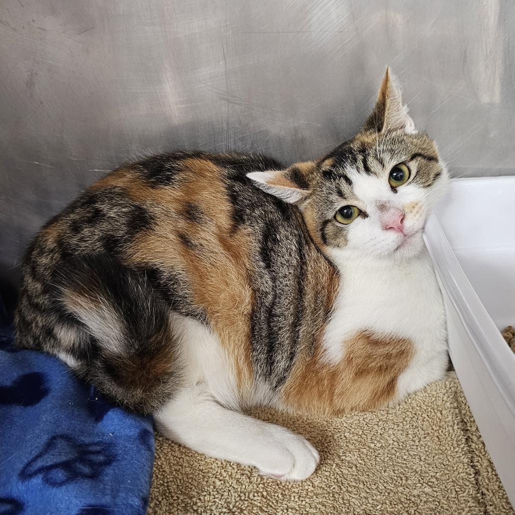 Violet, a Adoptable Domestic Short Hair in Lauderhill, FL image 5/6