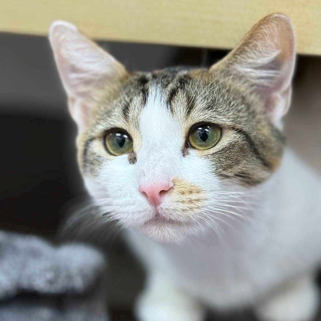 Violet, a Adoptable Domestic Short Hair in Lauderhill, FL image 1/6