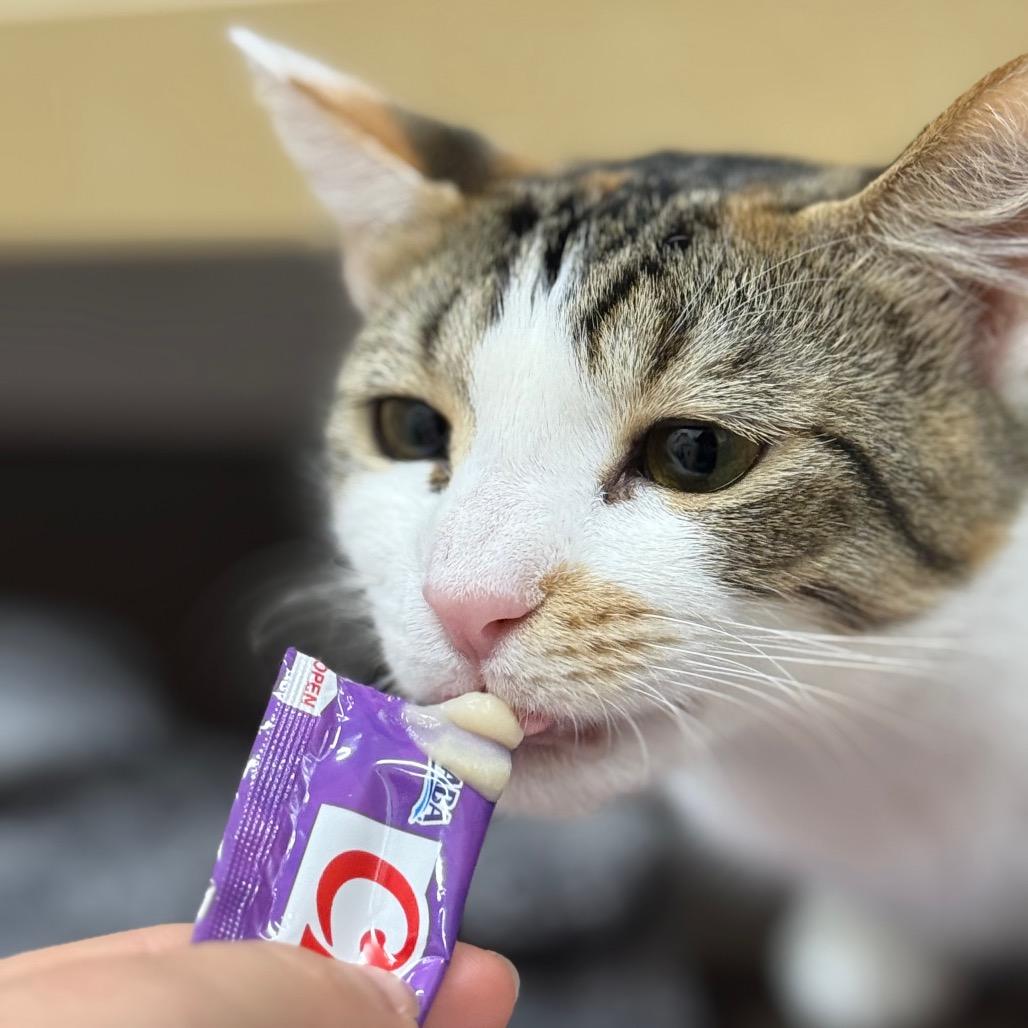 Violet, a Adoptable Domestic Short Hair in Lauderhill, FL image 3/6