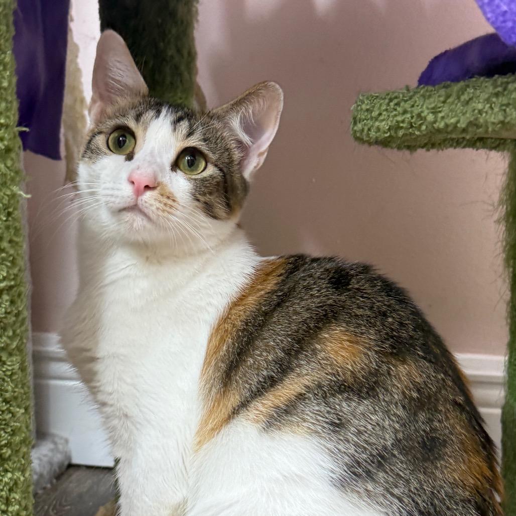 Violet, a Adoptable Domestic Short Hair in Lauderhill, FL image 2/6
