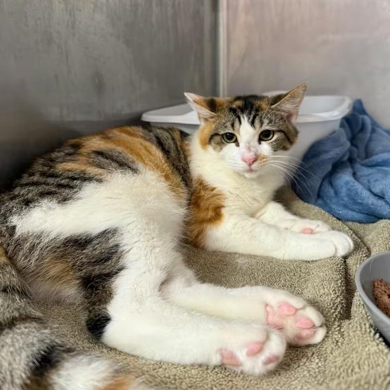 Violet, a Adoptable Domestic Short Hair in Lauderhill, FL image 6/6