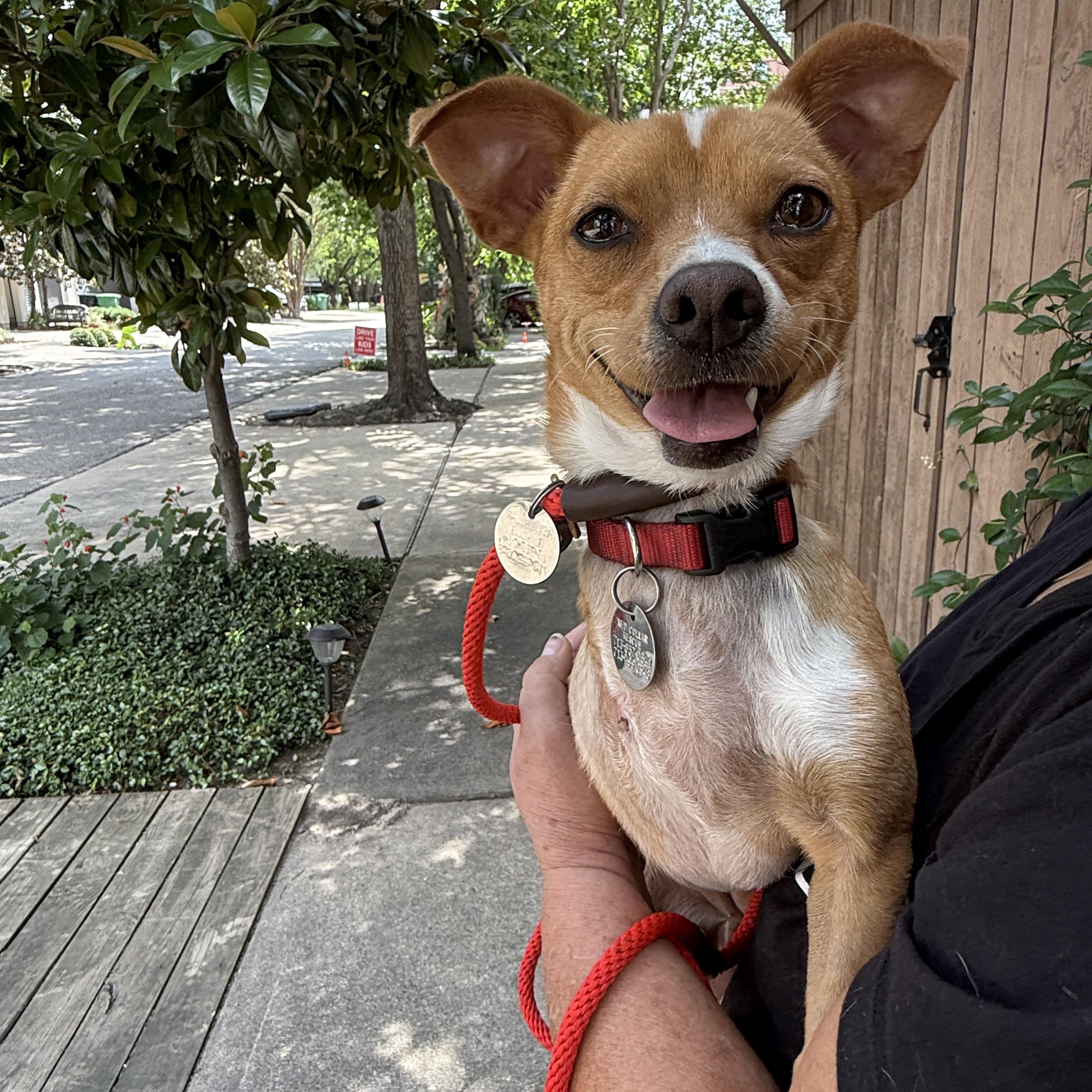 Petra Chihuahua Dog