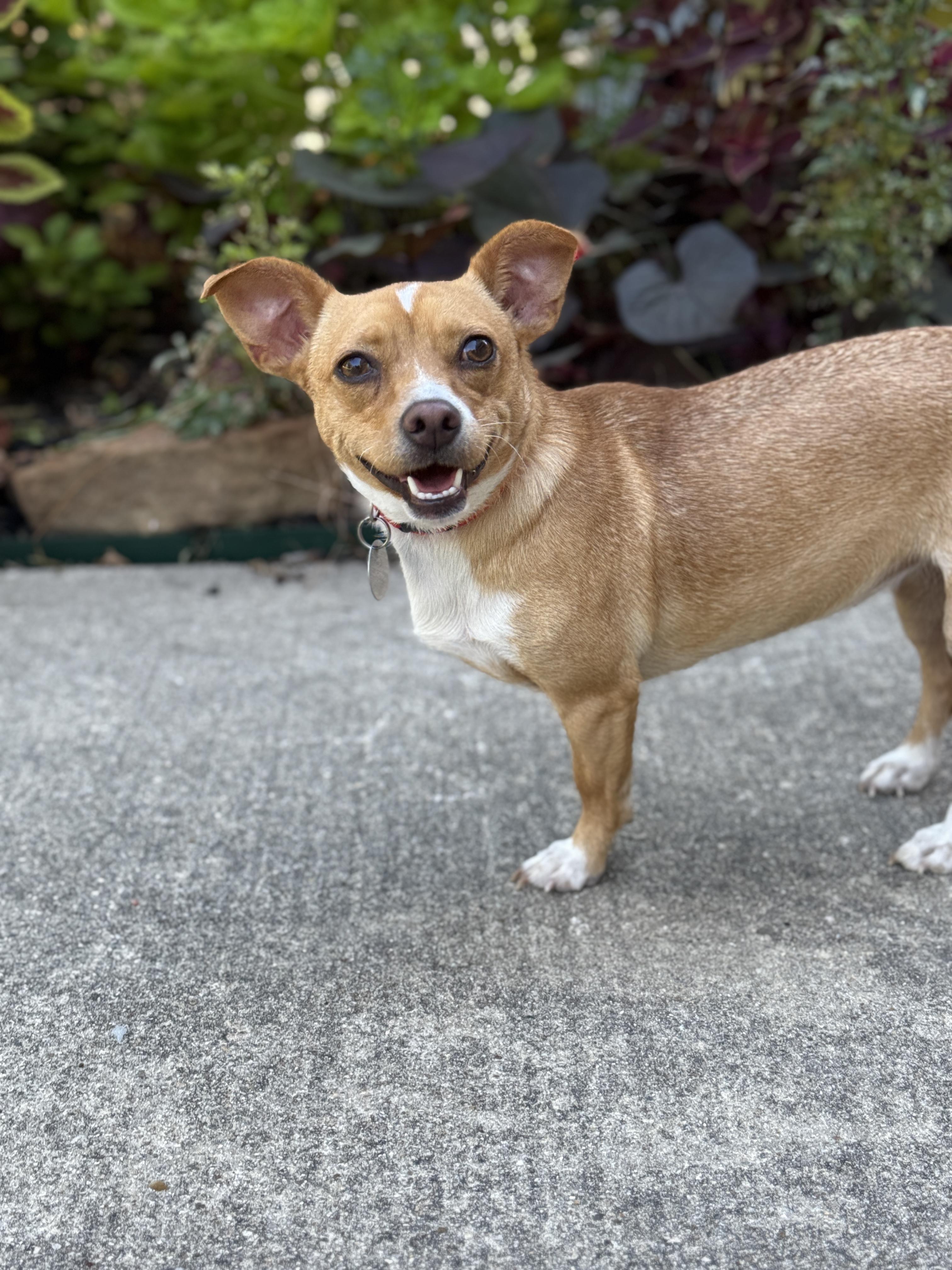 Petra, a Adoptable mixed breed in Bronx , NY image 2/6