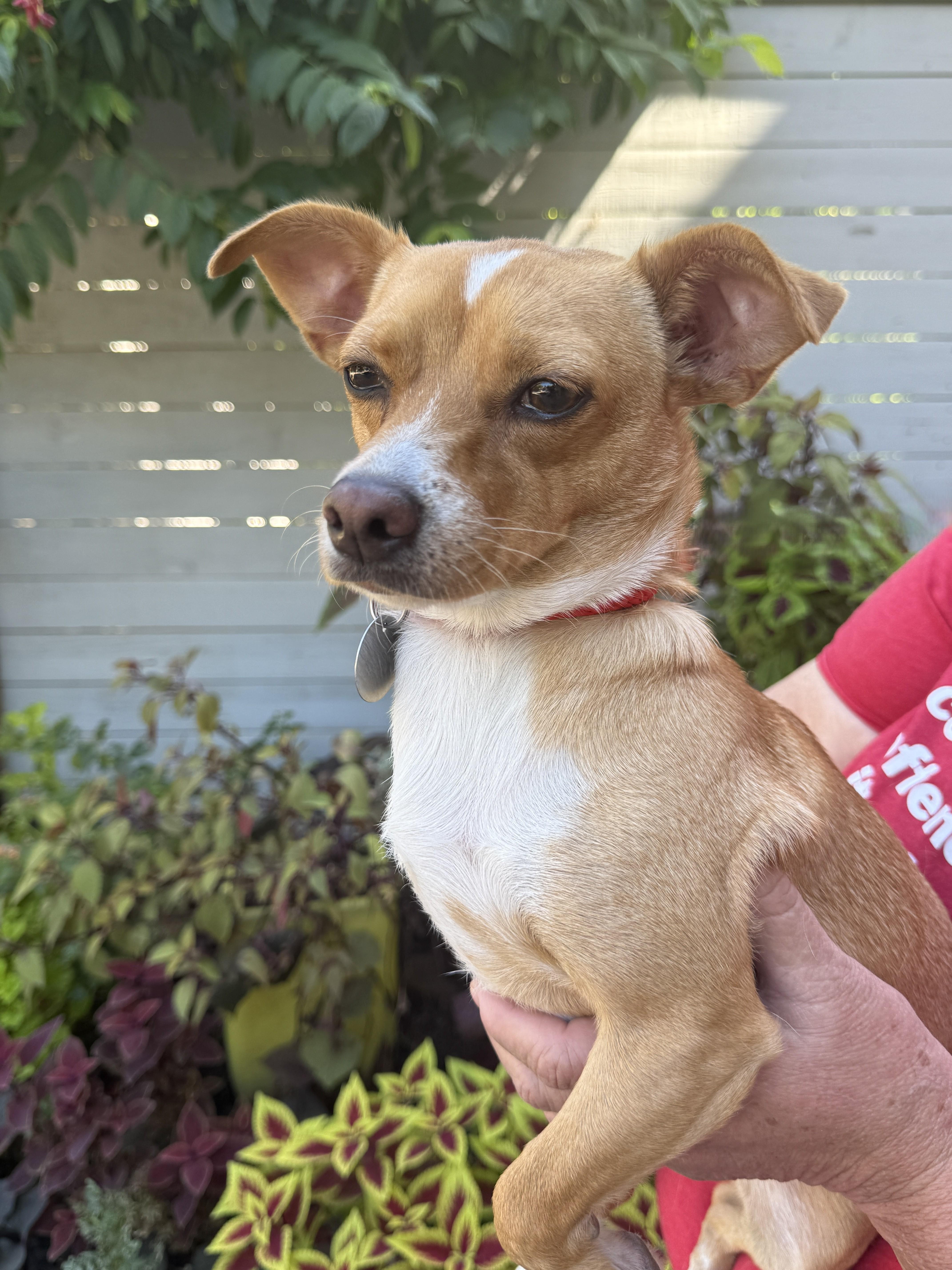 Petra, a Adoptable mixed breed in Bronx , NY image 3/6