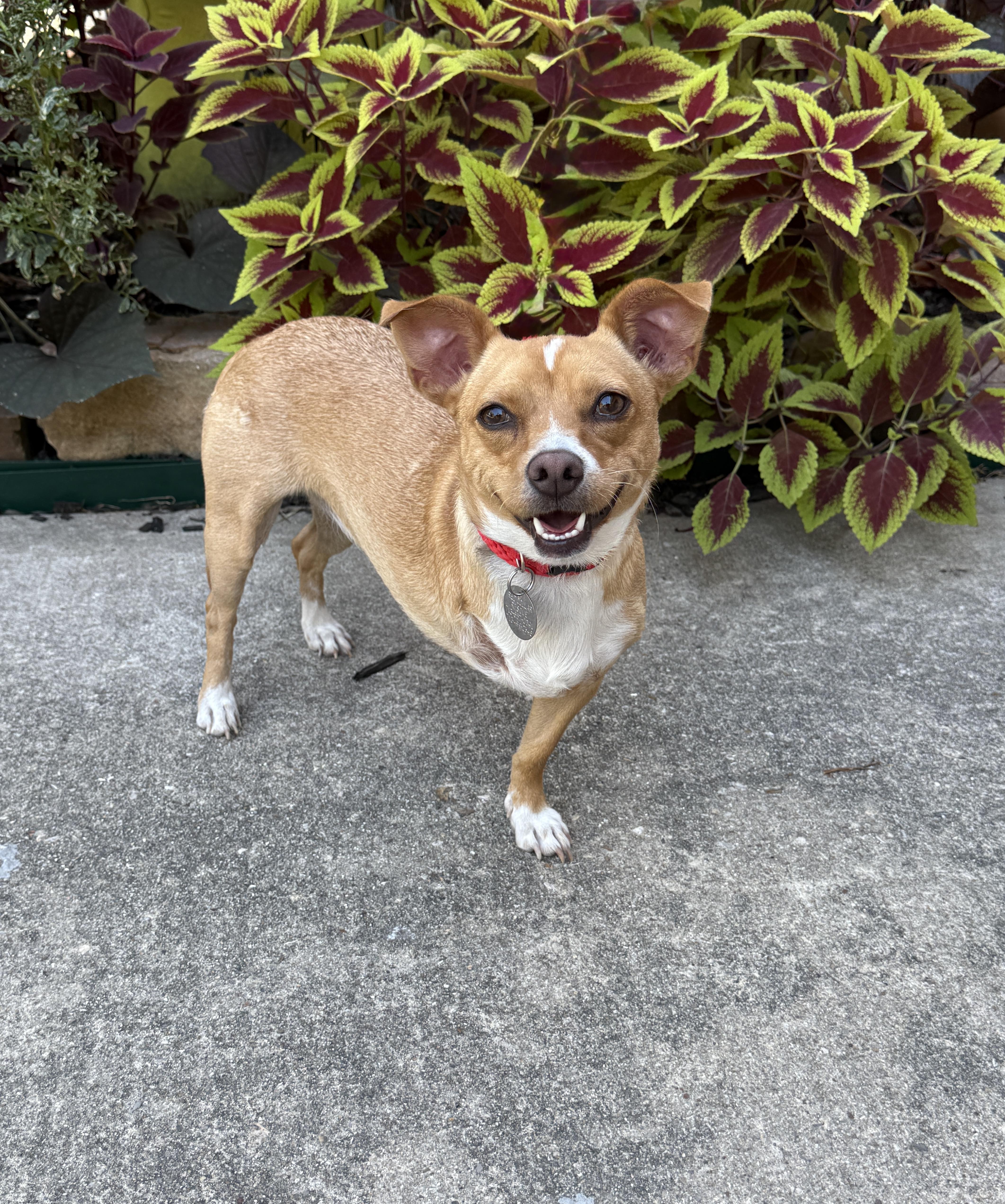 Petra, a Adoptable mixed breed in Bronx , NY image 1/6