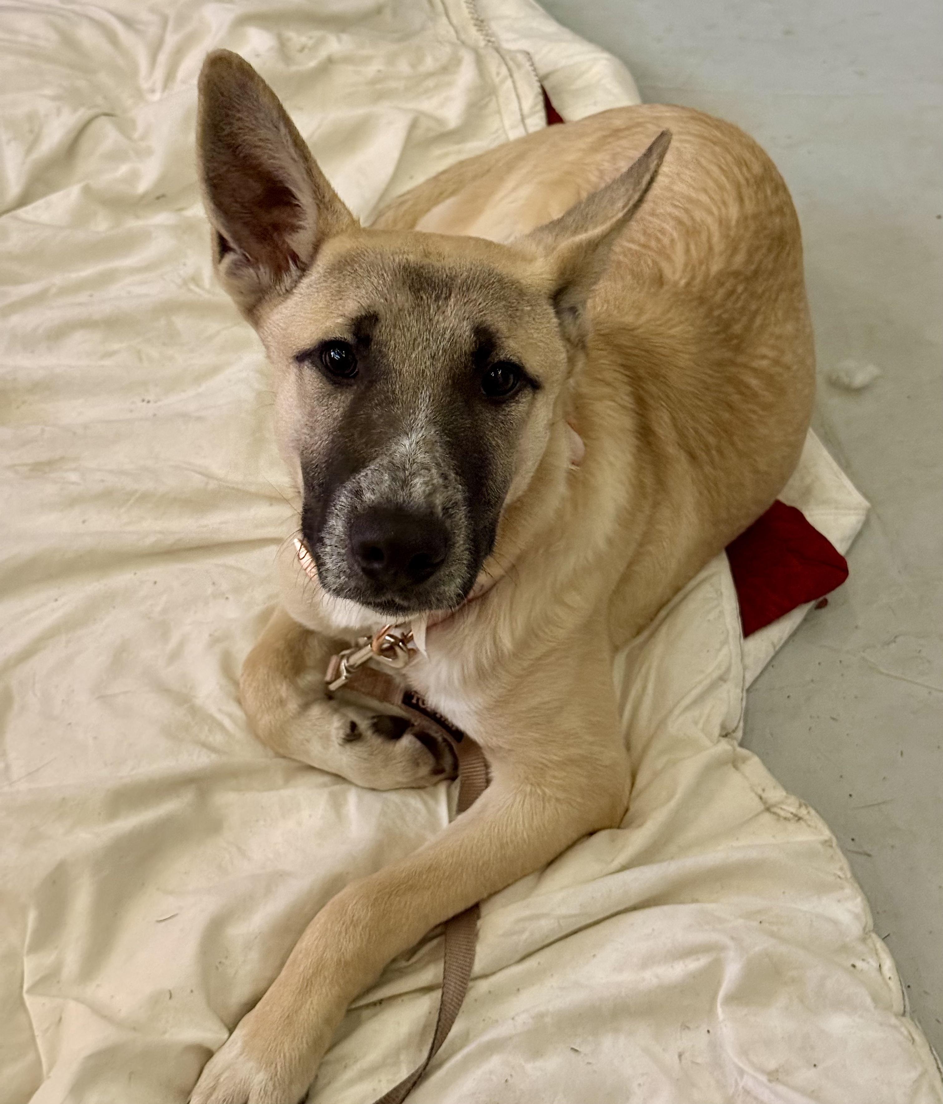 Enlarge Max, a ADOPTABLE Belgian Shepherd / Malinois in Los Angeles, CA image 1/4