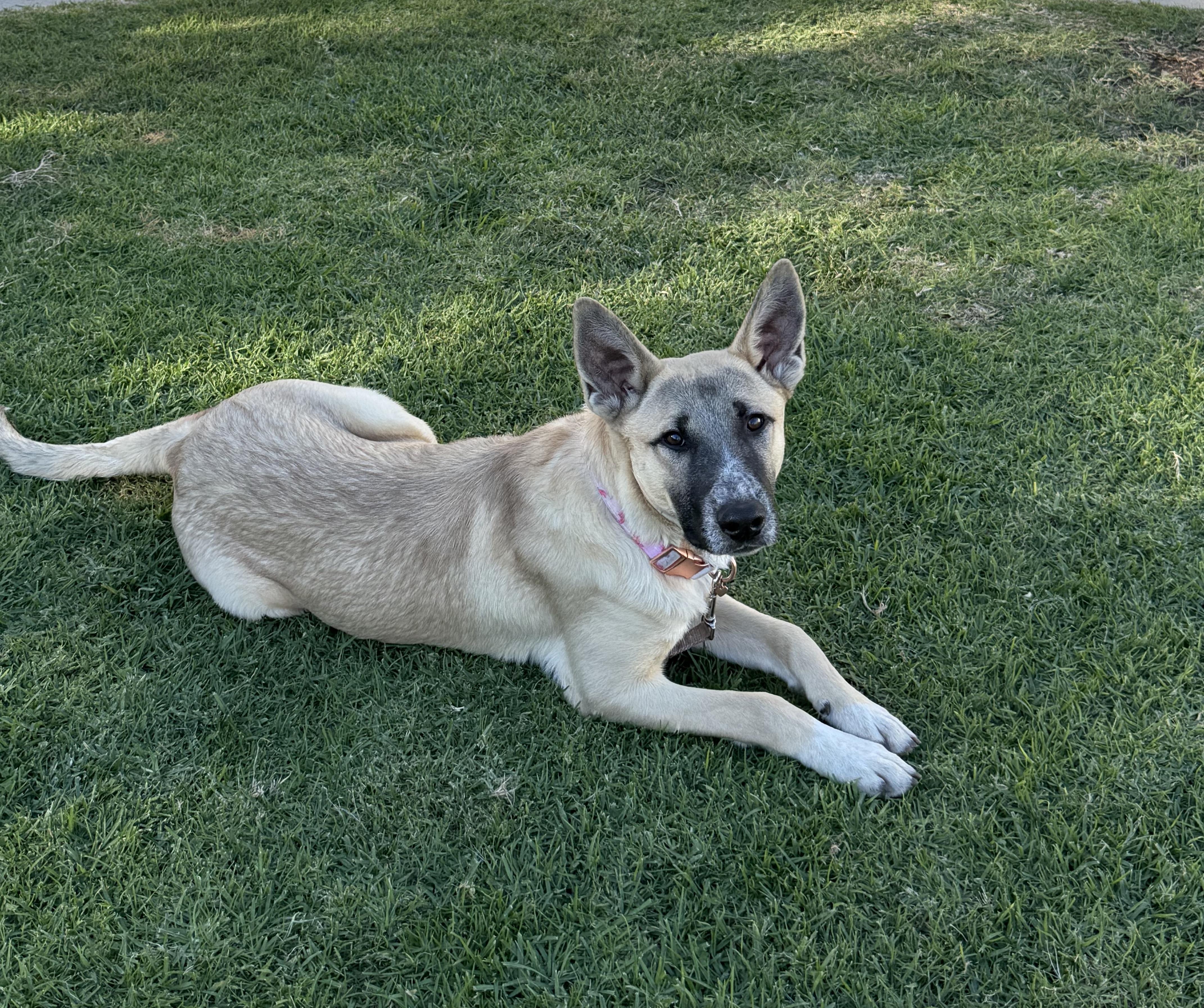 Enlarge Max, a ADOPTABLE Belgian Shepherd / Malinois in Los Angeles, CA image 2/4