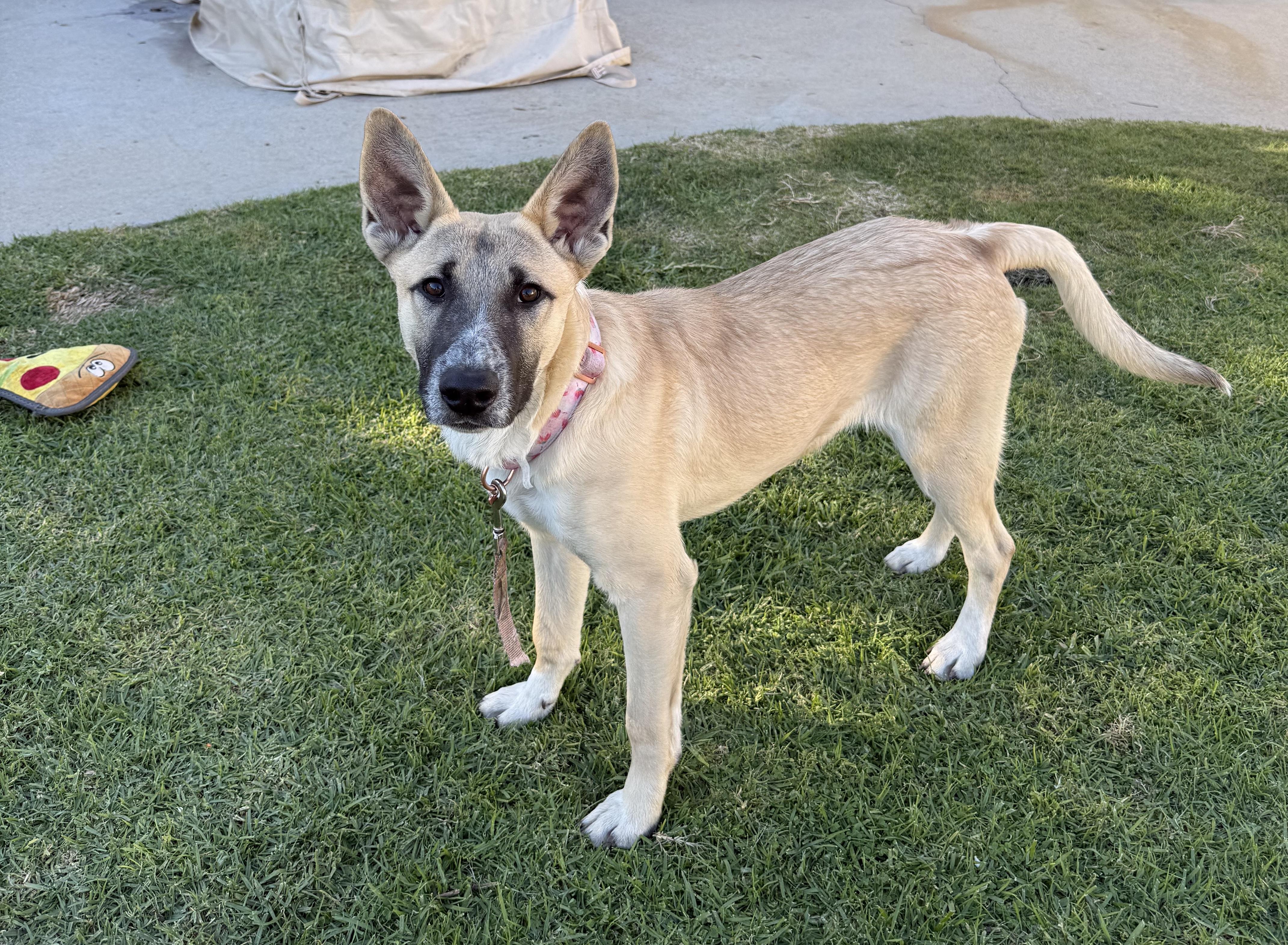 Enlarge Max, a ADOPTABLE Belgian Shepherd / Malinois in Los Angeles, CA image 3/4