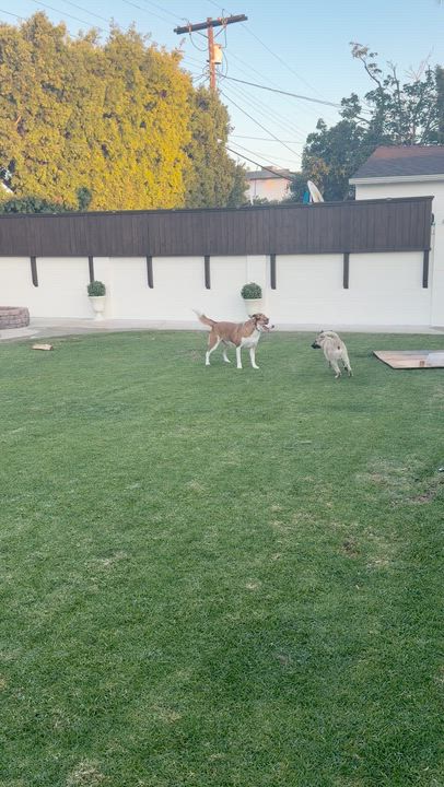 Enlarge Max, a ADOPTABLE Belgian Shepherd / Malinois in Los Angeles, CA video 4/4