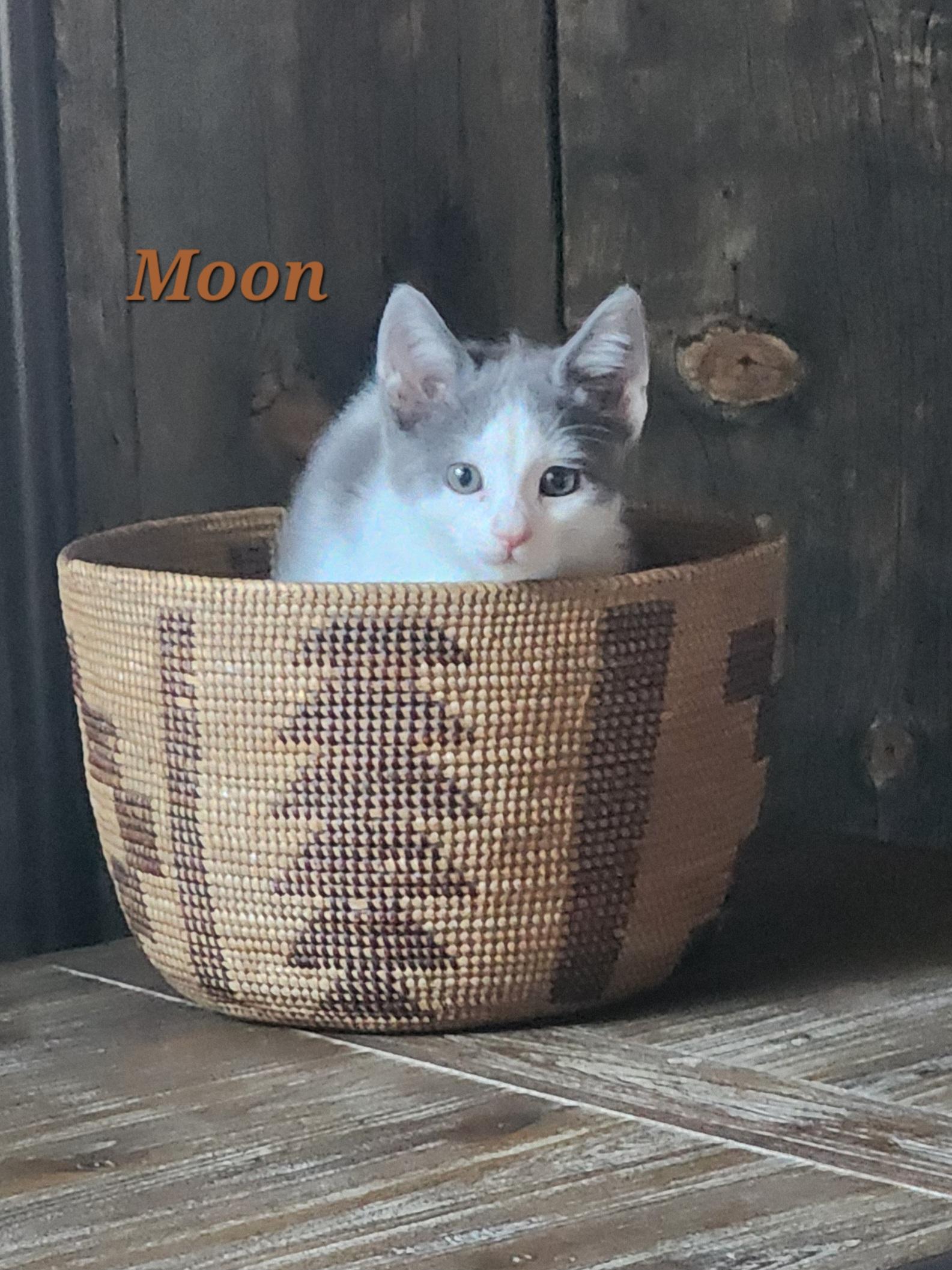 Enlarge Moon, a ADOPTABLE mixed breed in Carson City, NV image 3/4