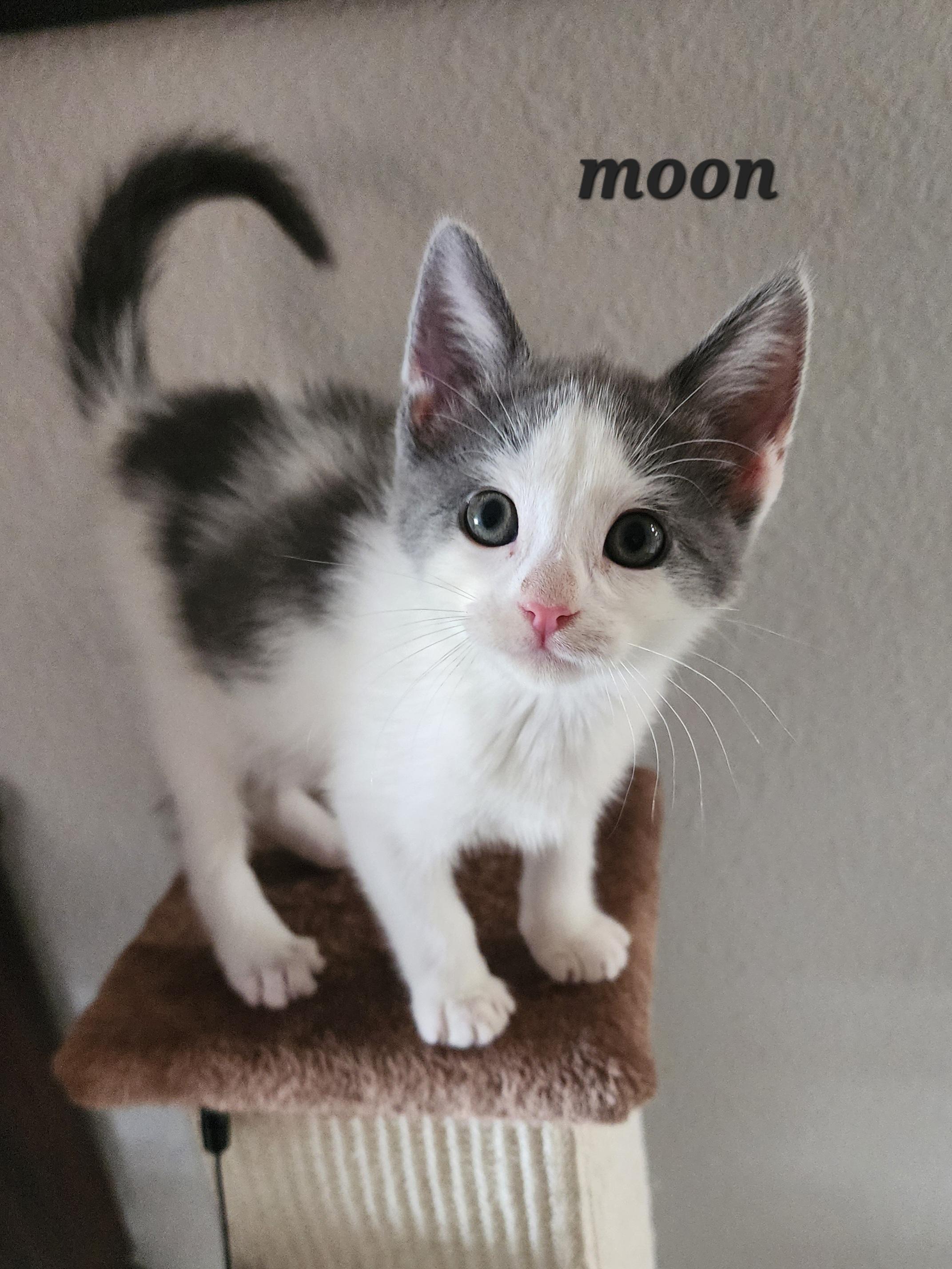 Enlarge Moon, a ADOPTABLE mixed breed in Carson City, NV image 4/4
