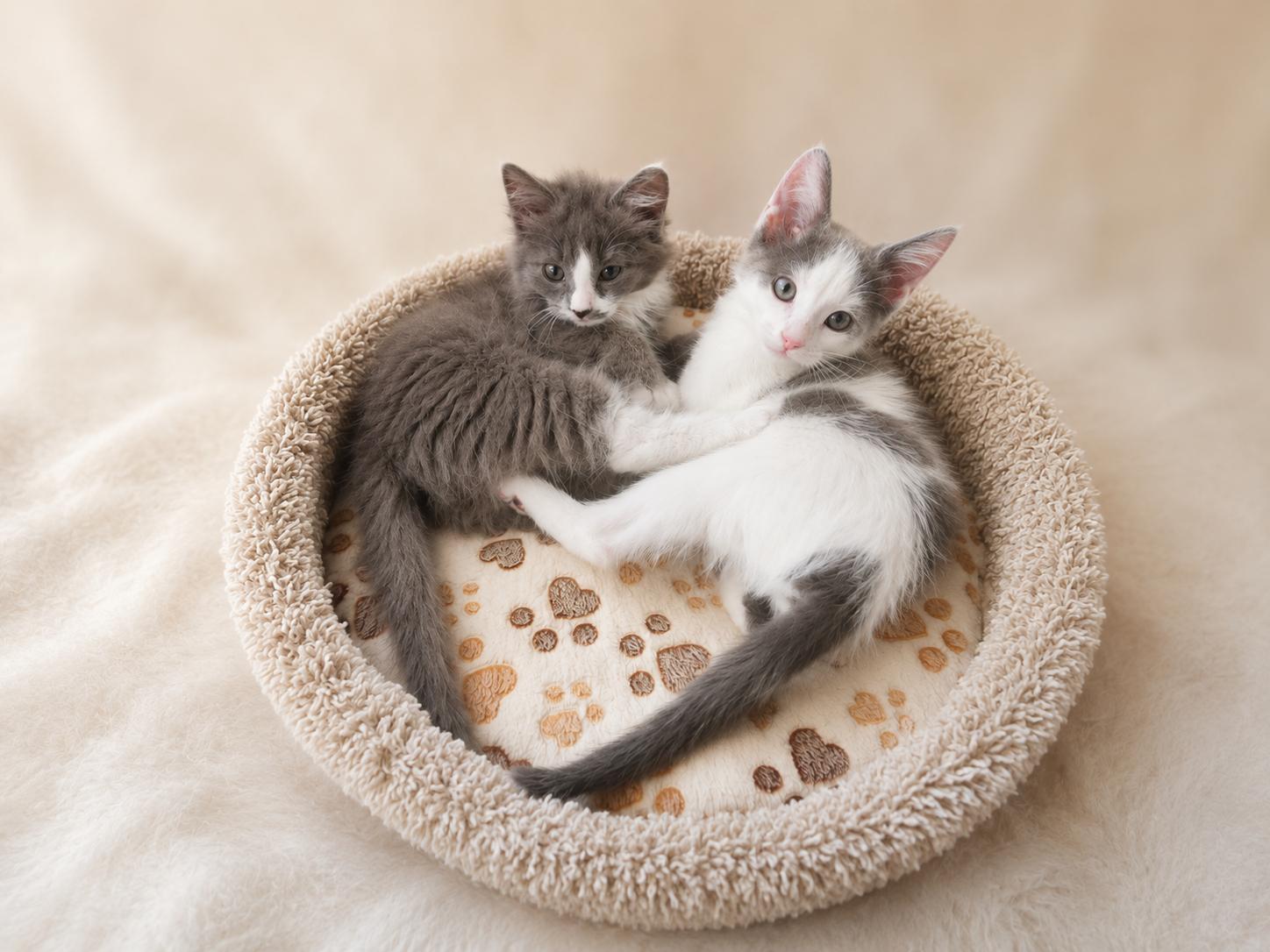 Enlarge Moon, a ADOPTABLE mixed breed in Carson City, NV image 2/4