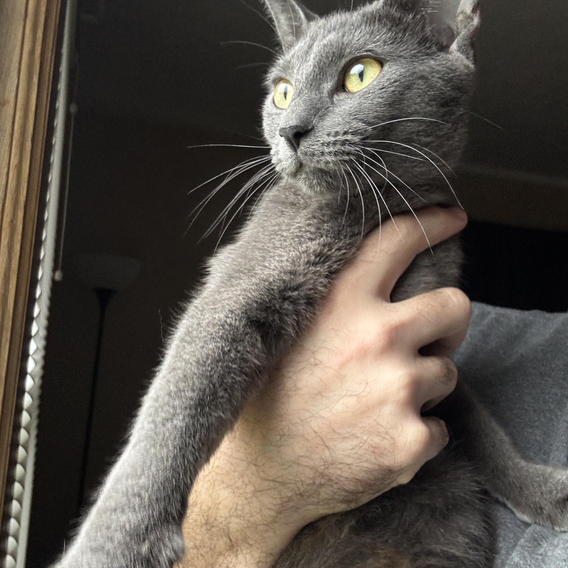 Enlarge Dove, a Adoptable mixed breed in Omaha, NE image 5/6