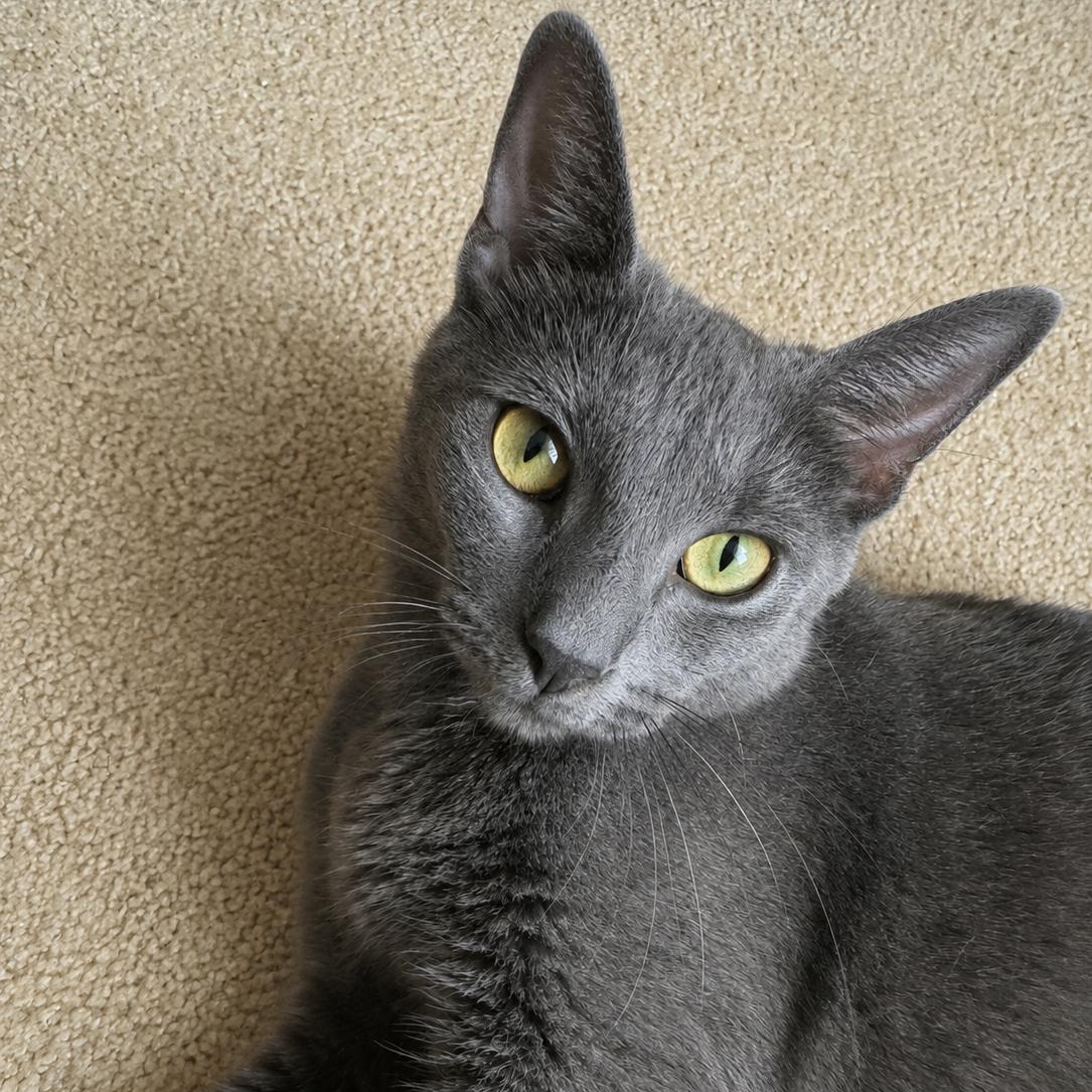 Enlarge Dove, a Adoptable mixed breed in Omaha, NE image 1/6