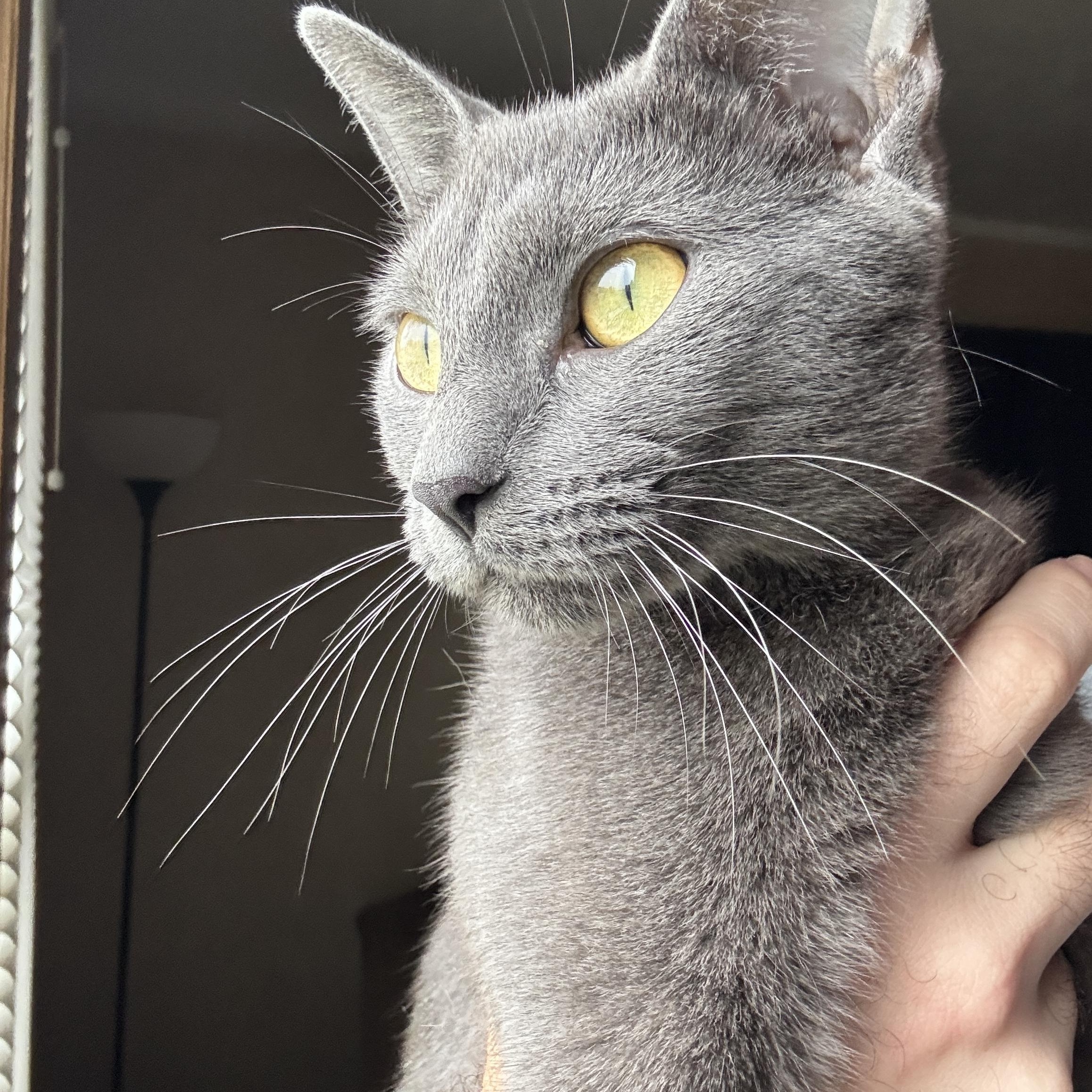 Enlarge Dove, a Adoptable mixed breed in Omaha, NE image 3/6