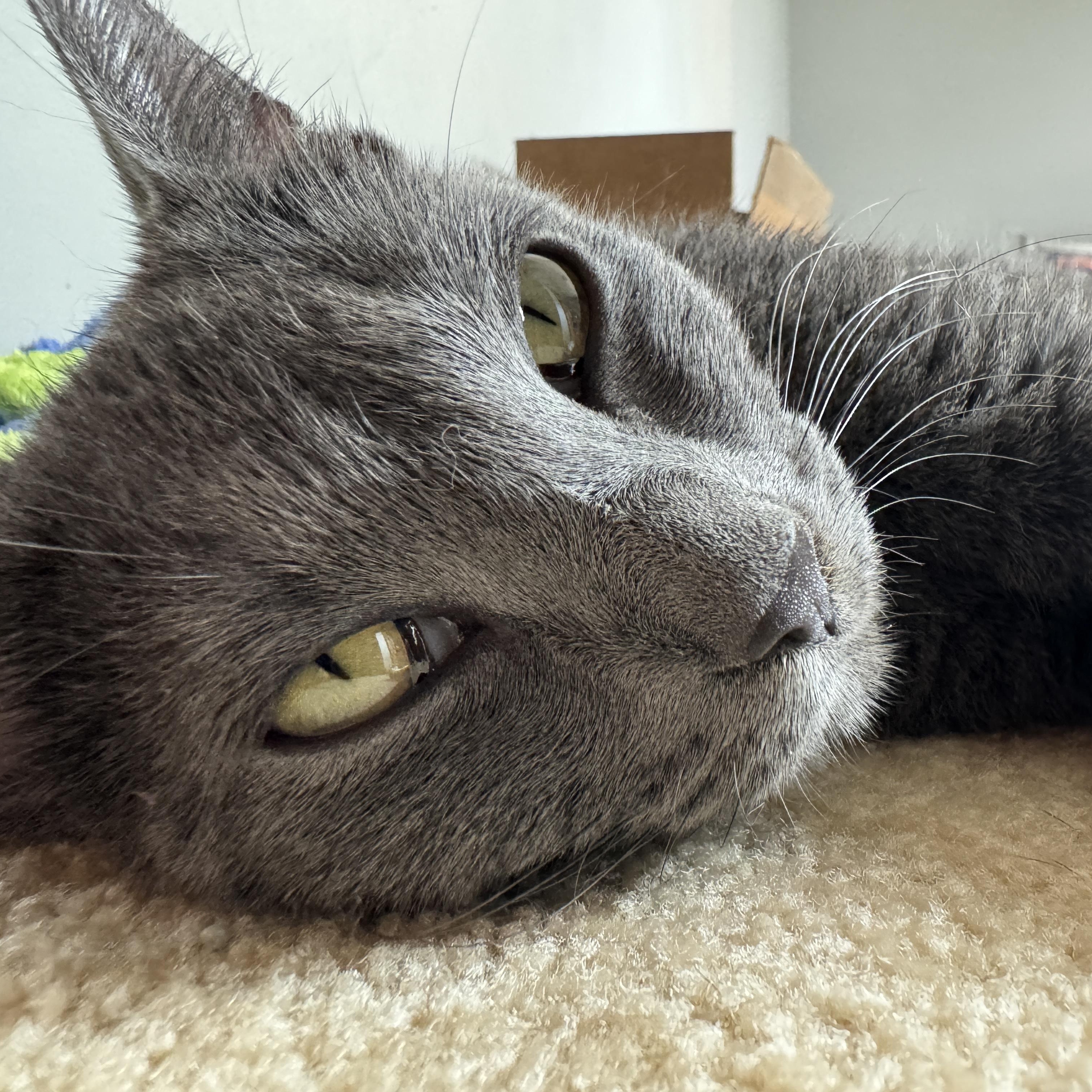 Enlarge Dove, a Adoptable mixed breed in Omaha, NE image 6/6