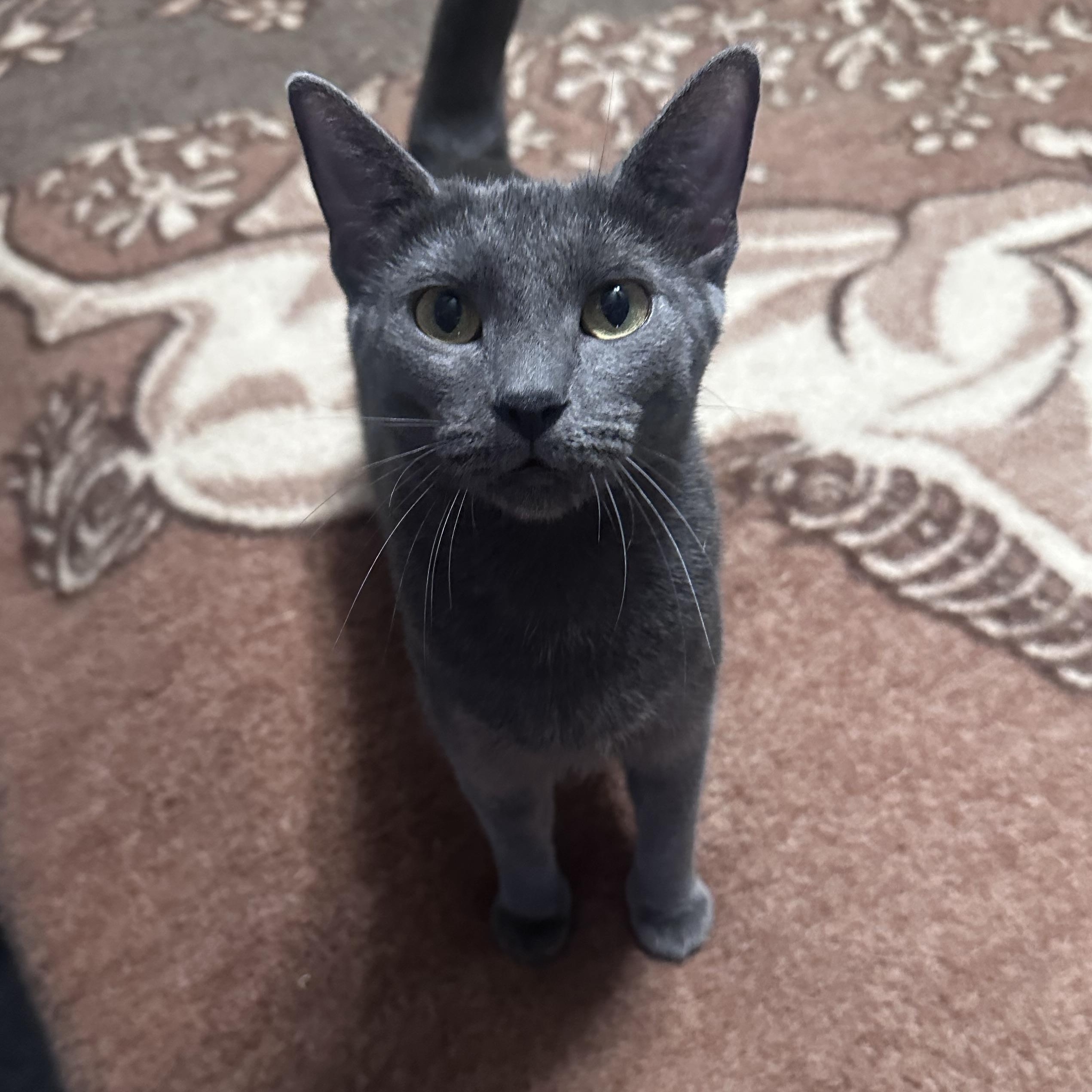 Enlarge Dove, a Adoptable mixed breed in Omaha, NE image 2/6