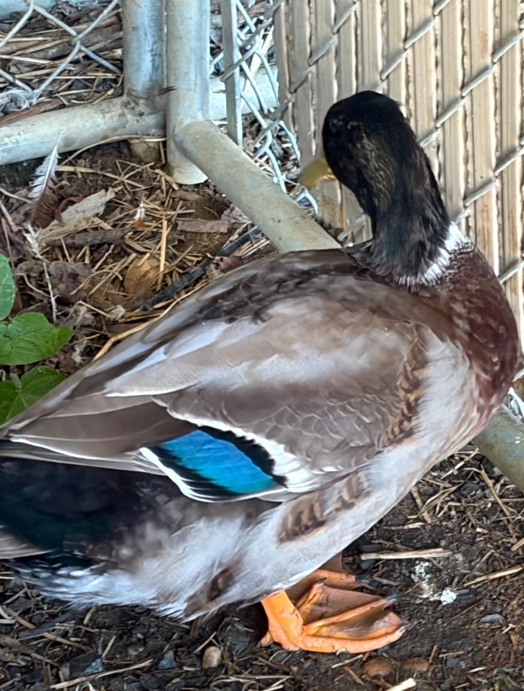 Duck Norris, adopted, Adult Male Duck.