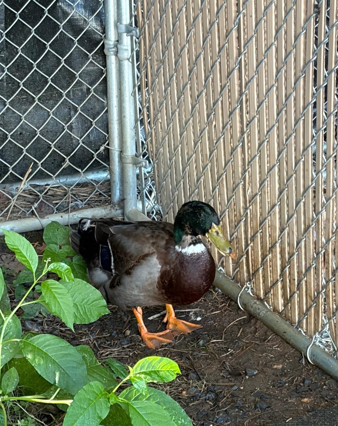 Duck Norris, an adopted Duck in Clayton, NJ image 2/2