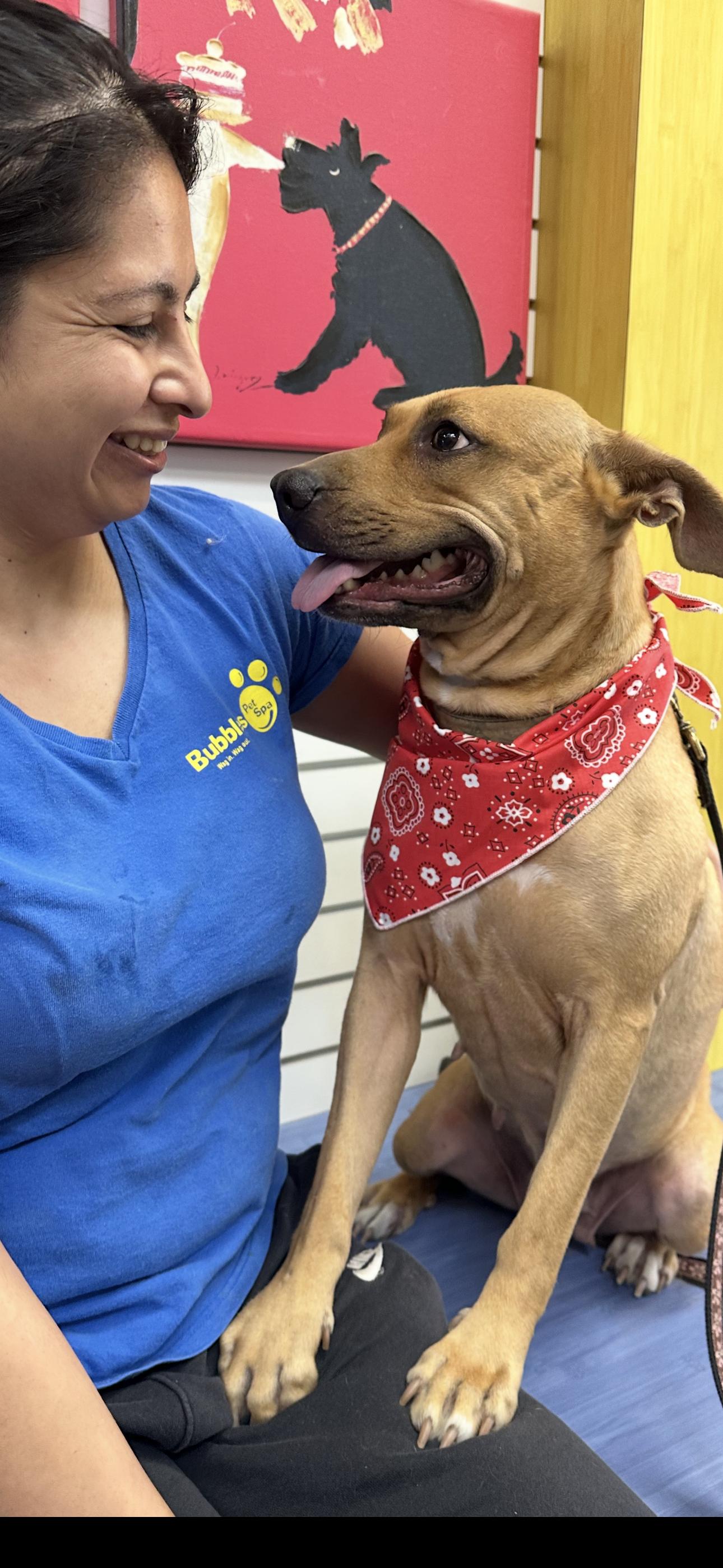 Lola, ADOPTABLE, Adult Female Bull Terrier.