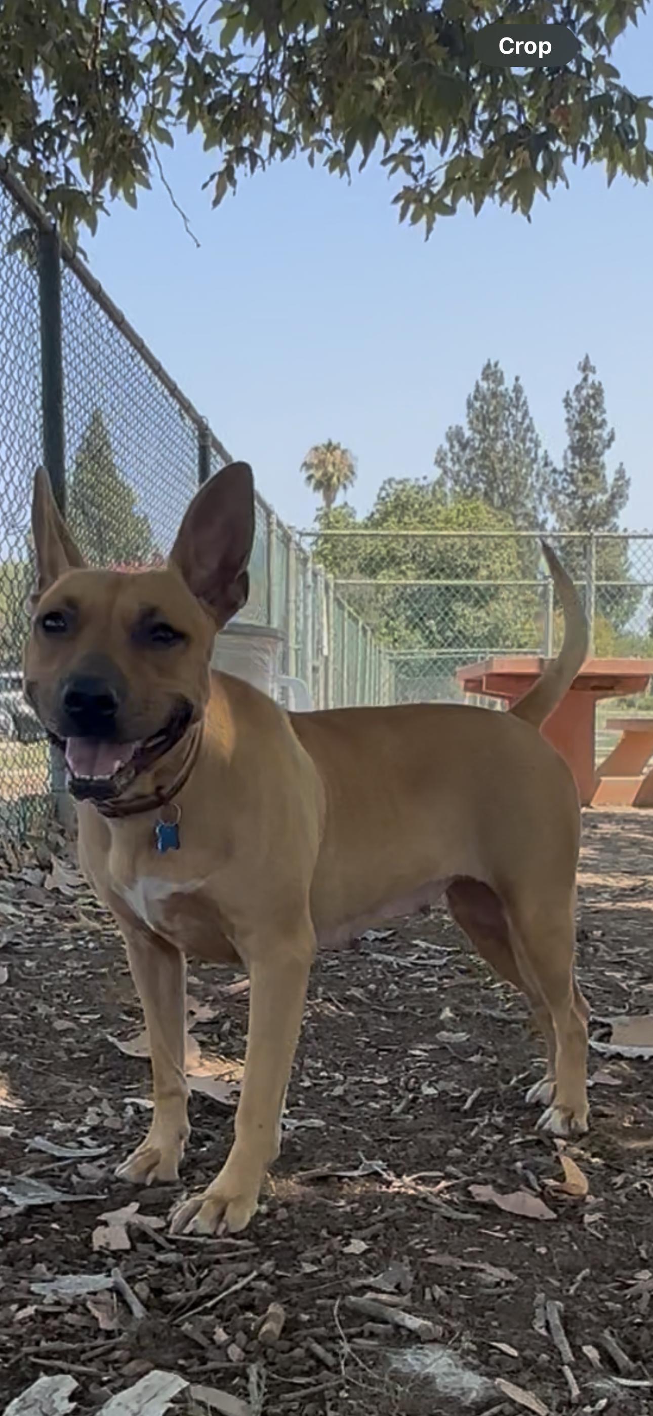 Enlarge Lola, a ADOPTABLE Bull Terrier in Studio City, CA image 3/4
