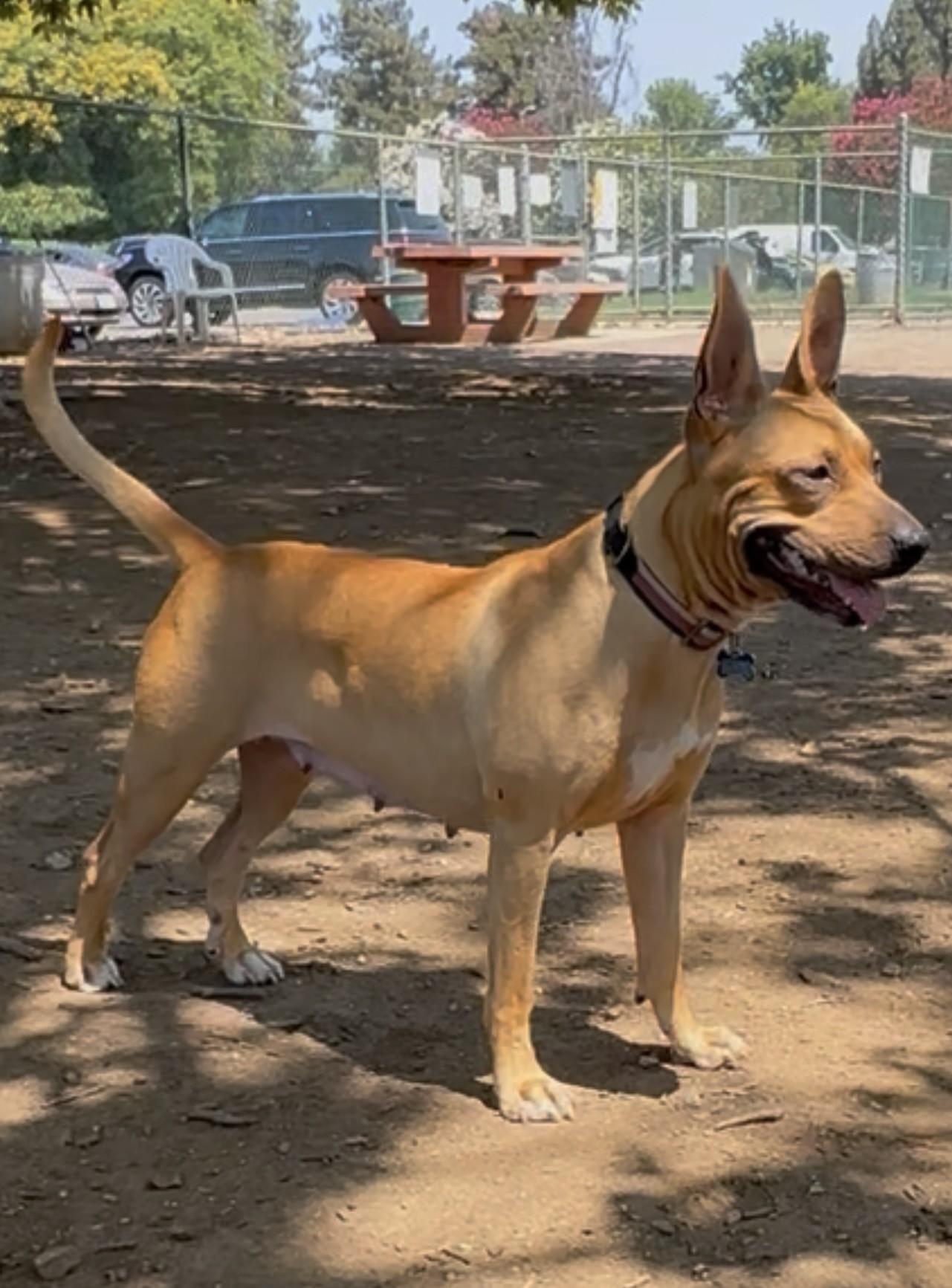 Enlarge Lola, a ADOPTABLE Bull Terrier in Studio City, CA image 4/4