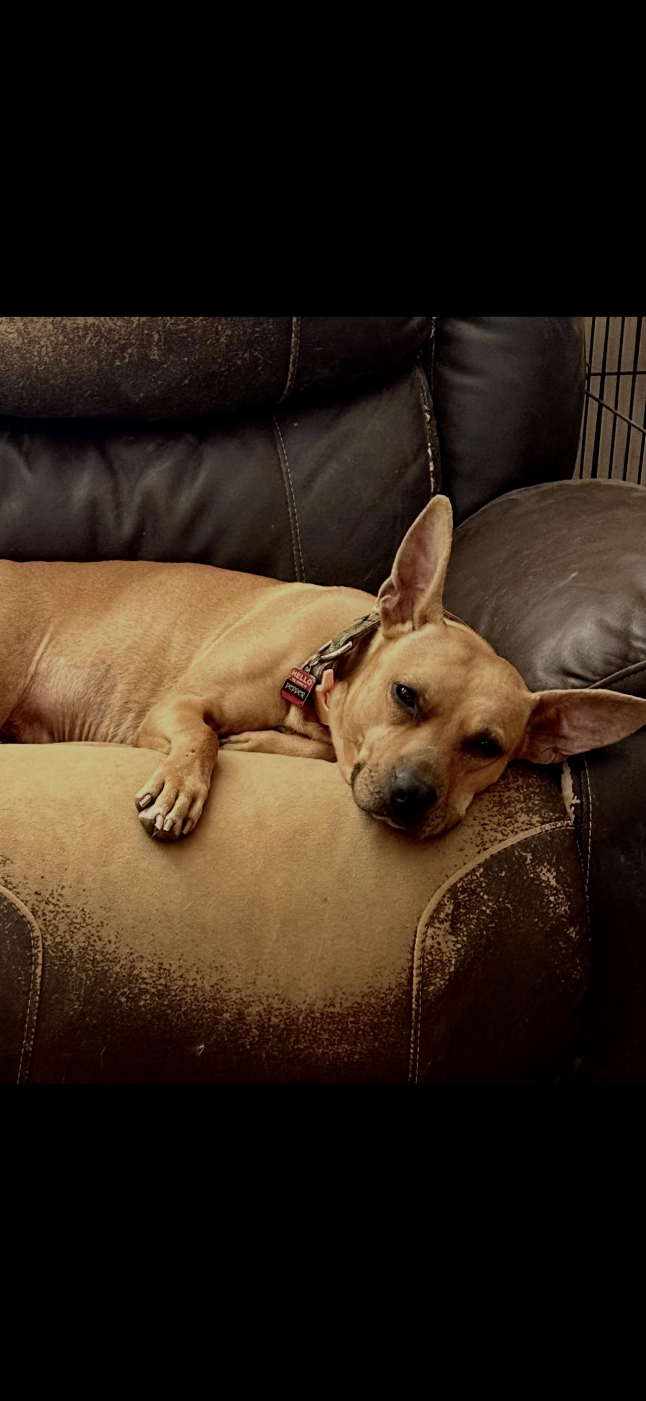Enlarge Lola, a ADOPTABLE Bull Terrier in Studio City, CA image 2/4