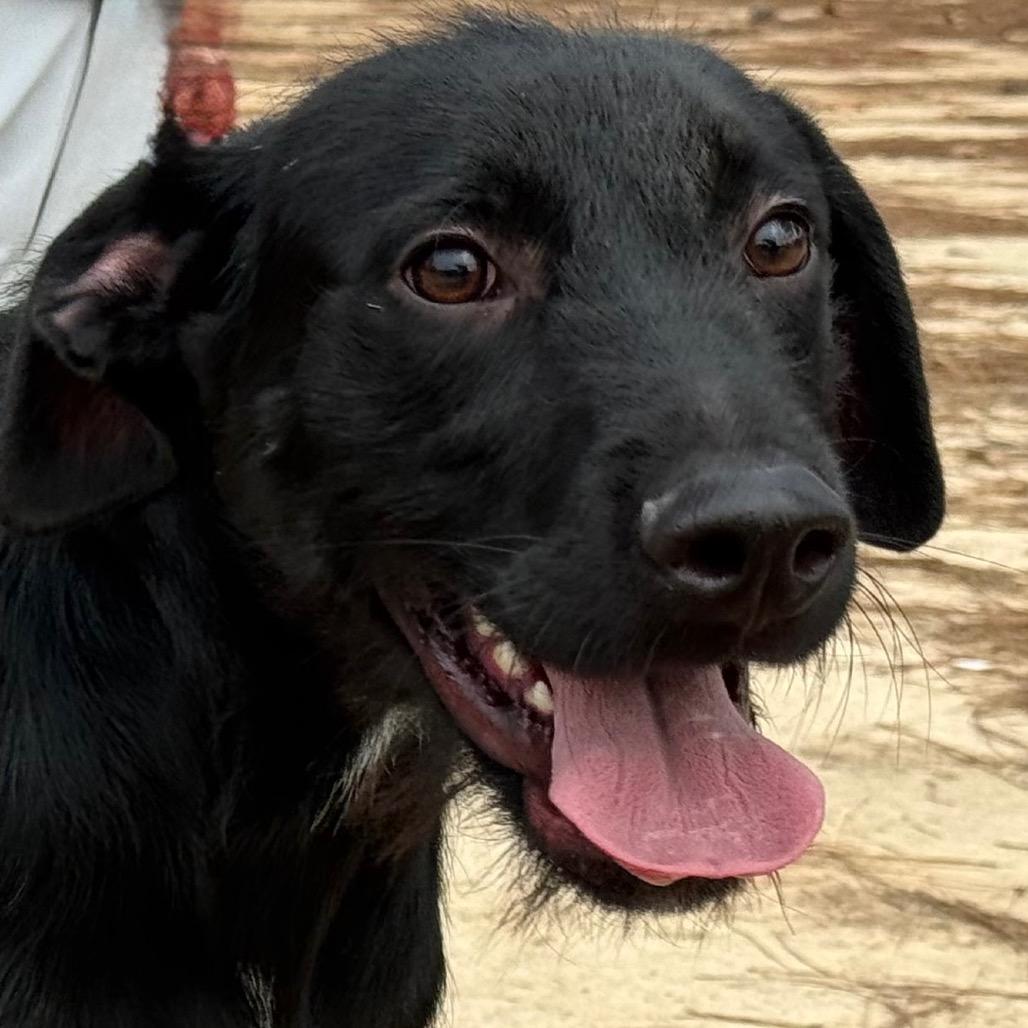Enlarge Homer, a Adoptable mixed breed in Pine Bluff, AR image 2/6
