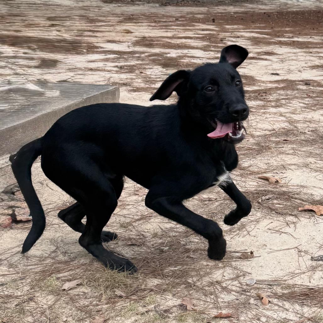 Enlarge Homer, a Adoptable mixed breed in Pine Bluff, AR image 3/6