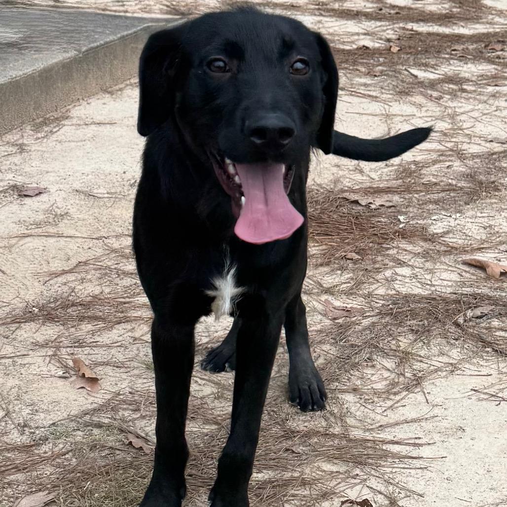 Enlarge Homer, a Adoptable mixed breed in Pine Bluff, AR image 4/6