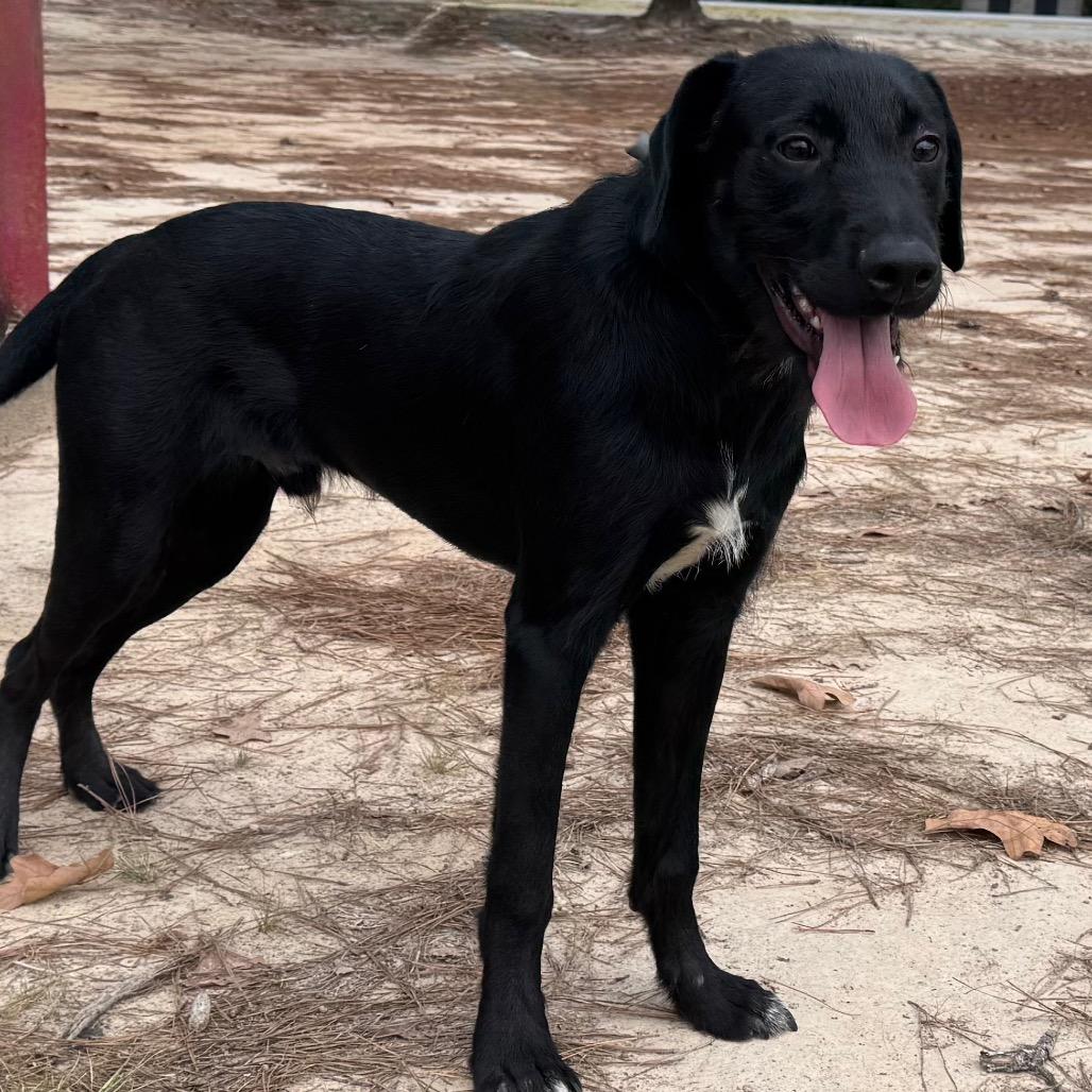 Enlarge Homer, a Adoptable mixed breed in Pine Bluff, AR image 5/6