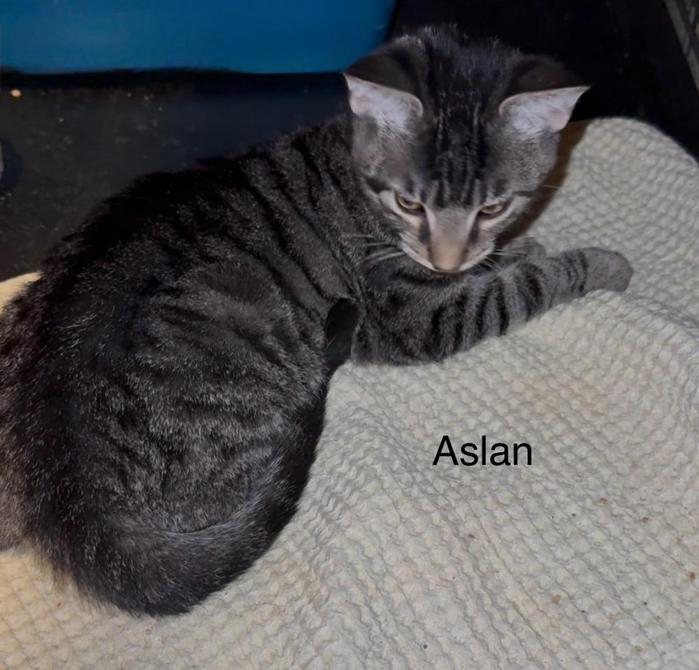 Aslan, Adoptable, Kitten Male Domestic Short Hair.
