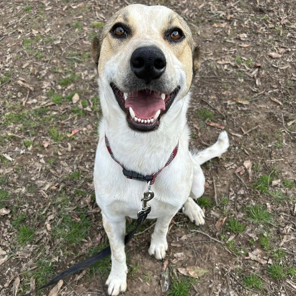 Enlarge Chief, a Adoptable mixed breed in Springfield, MO image 6/8