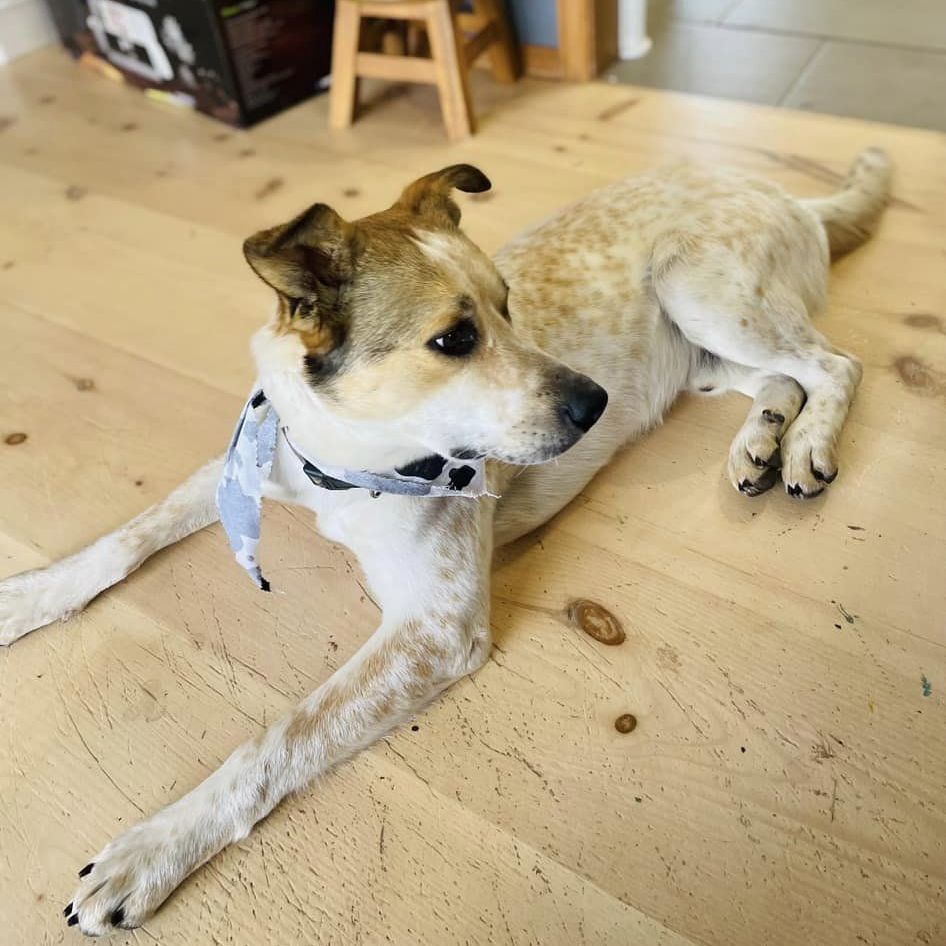 Enlarge Chief, a Adoptable mixed breed in Springfield, MO image 1/8